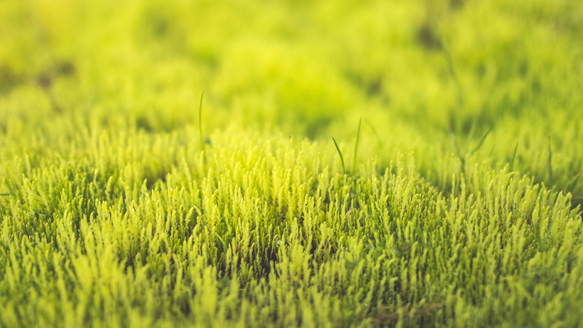 Wallpaper Meadow, grass field