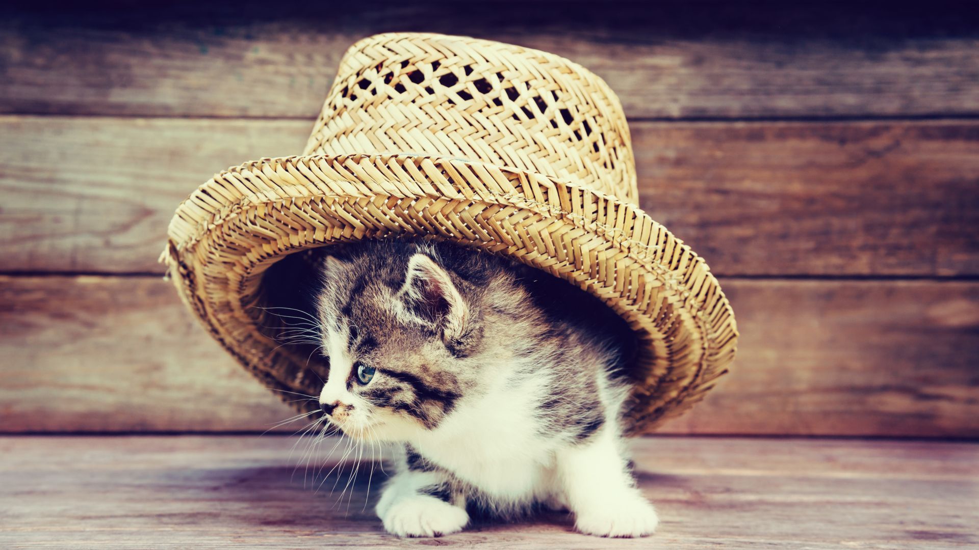 Wallpaper Kitten, baby cat hidden in hat