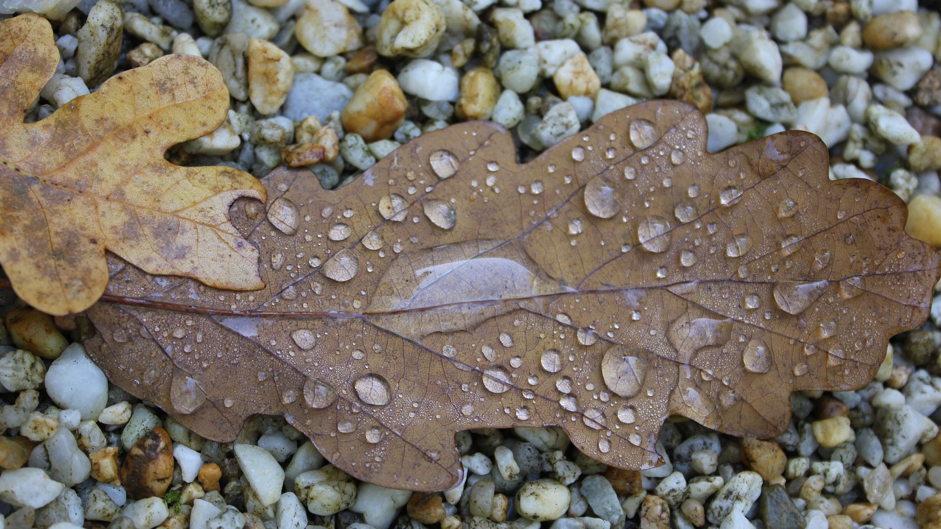 Wallpaper Autumn, leaf, drops, rocks