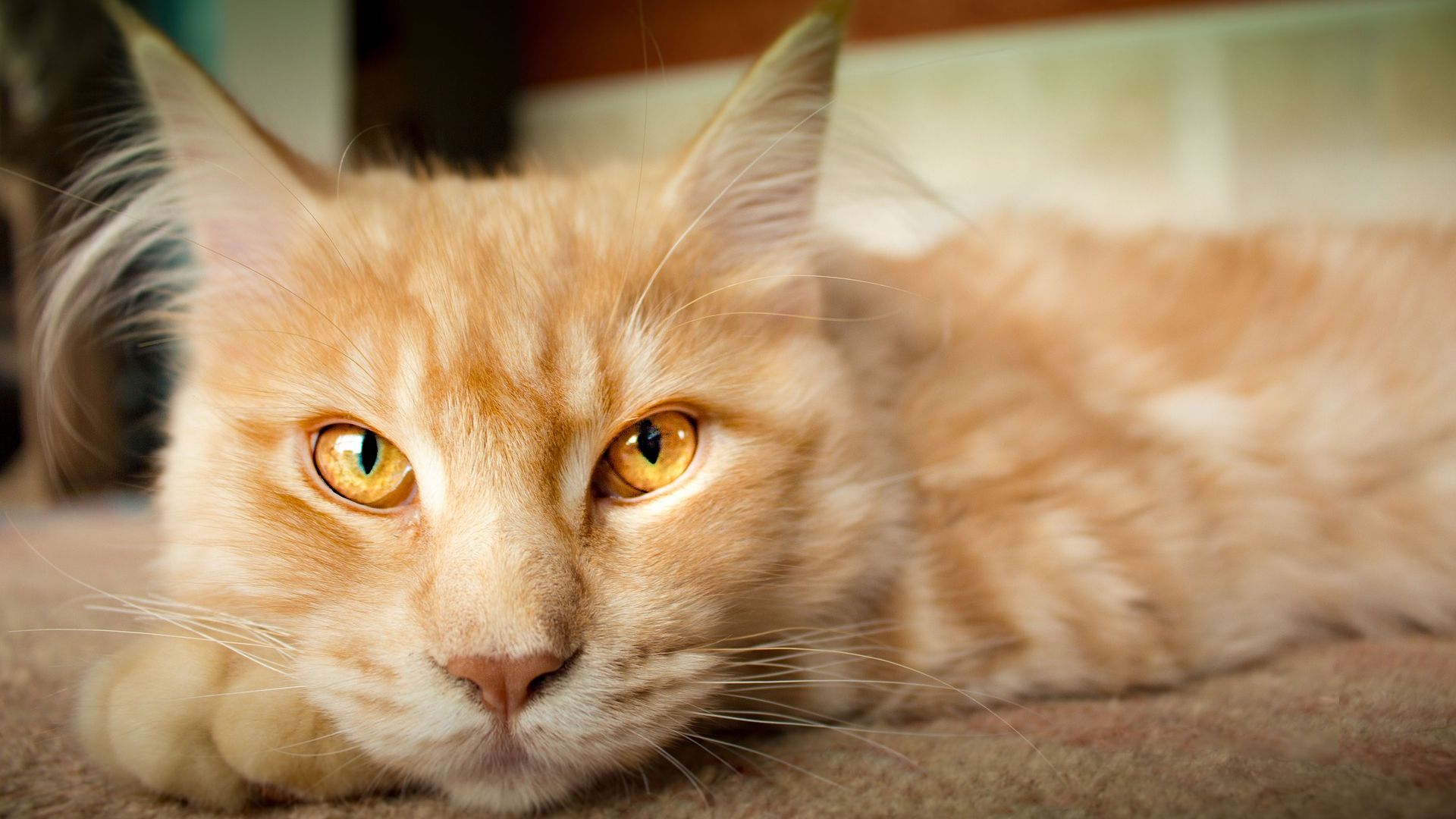 Wallpaper Orange cat, pet, animal, stare