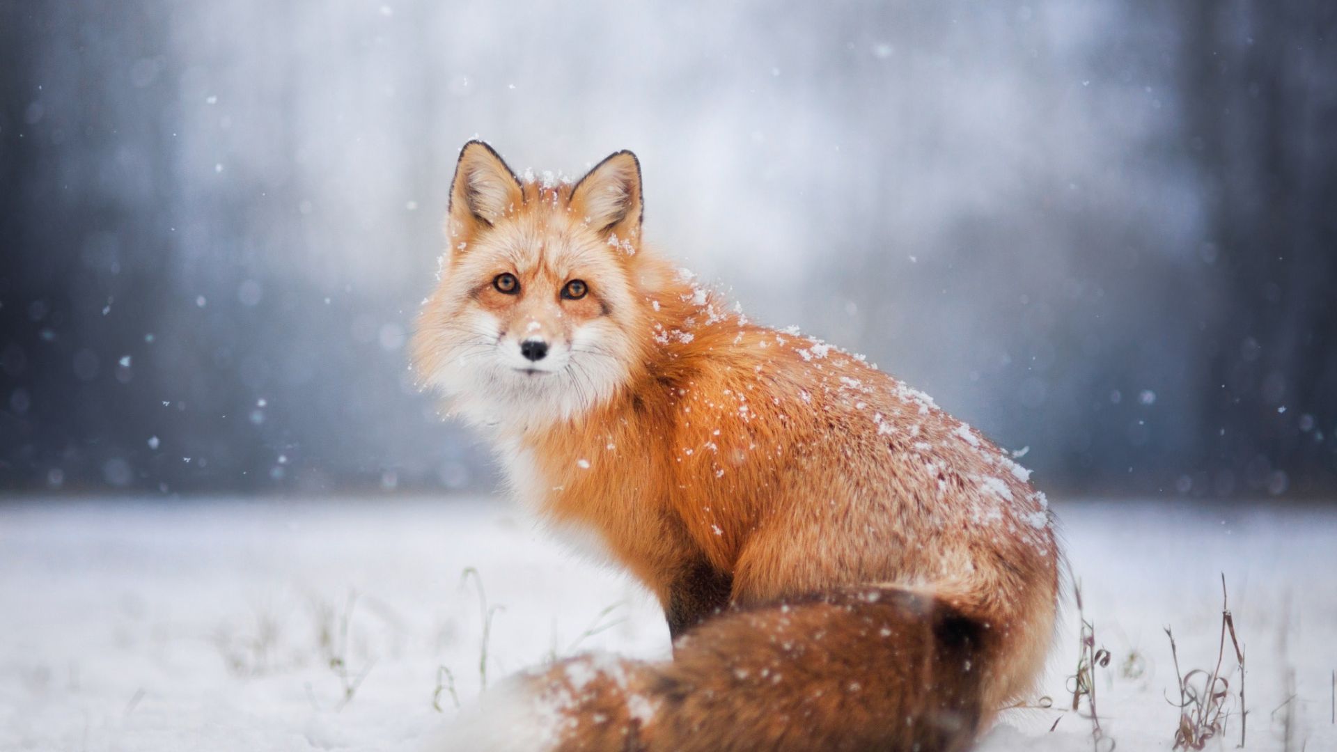 Wallpaper Red fox, stare, winter, snow, wildlife