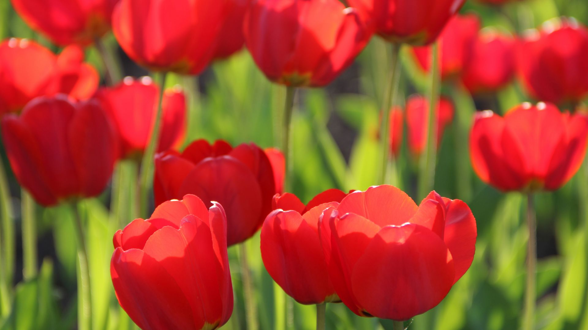 Wallpaper Beautiful red tulips flowers