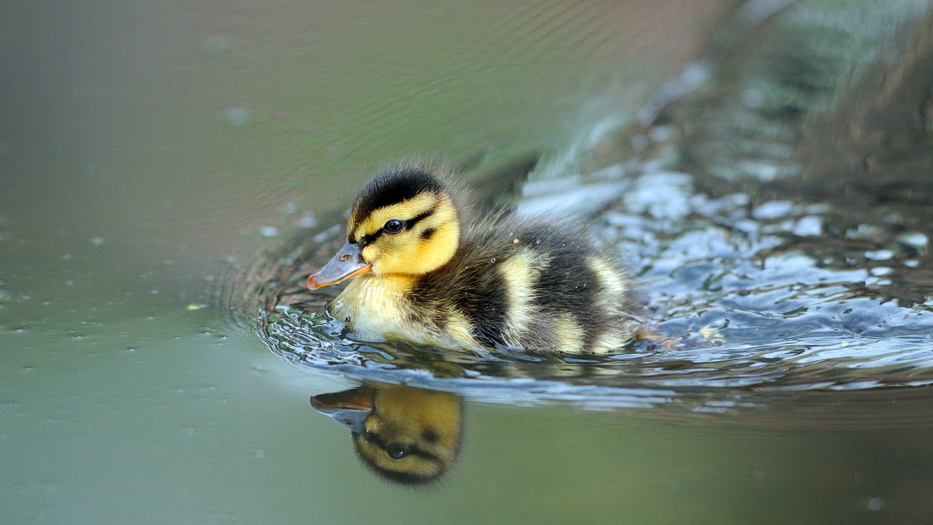Wallpaper Baby duck, reflections