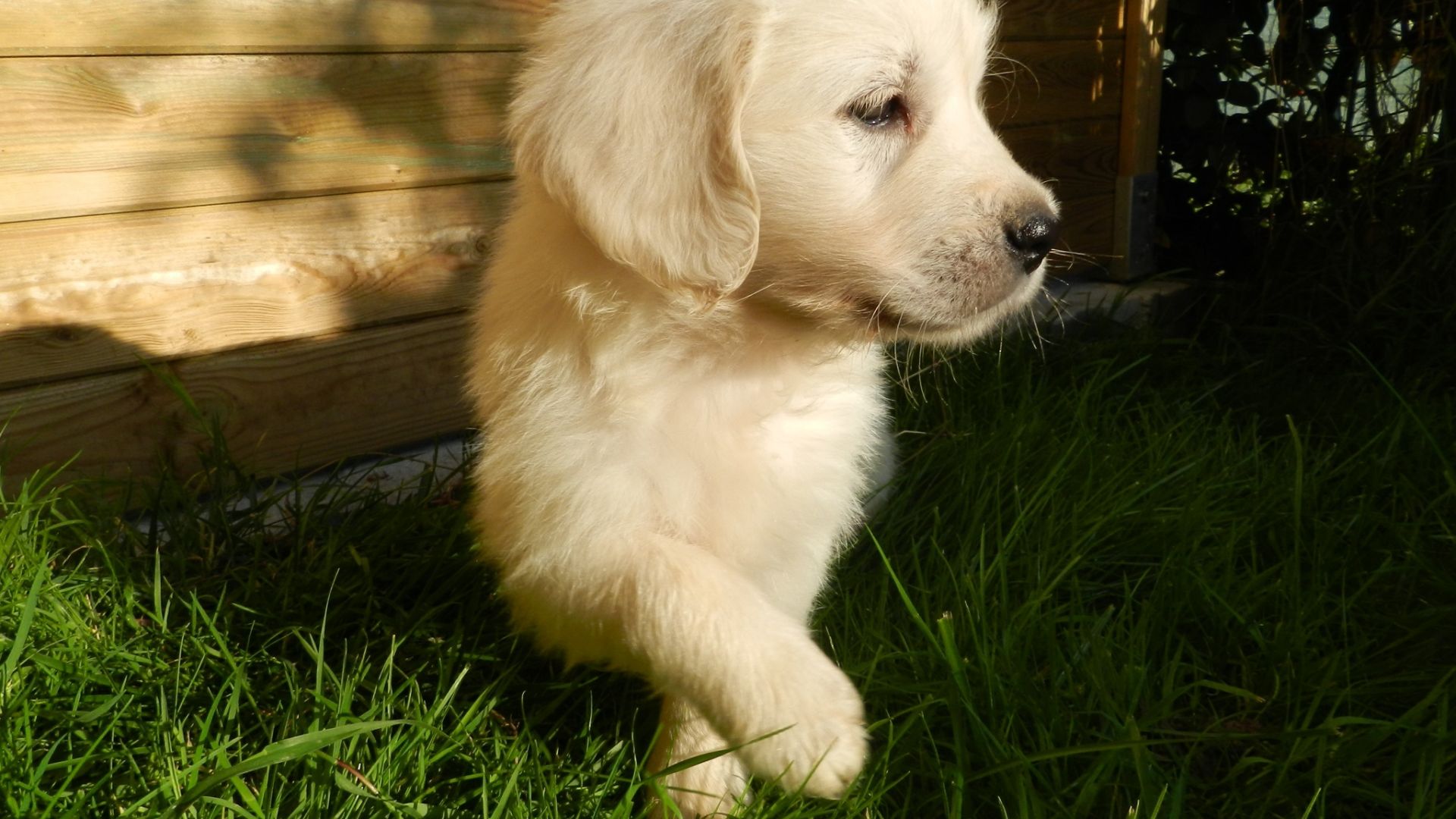 Wallpaper Golden Retriever, cute puppy, dog