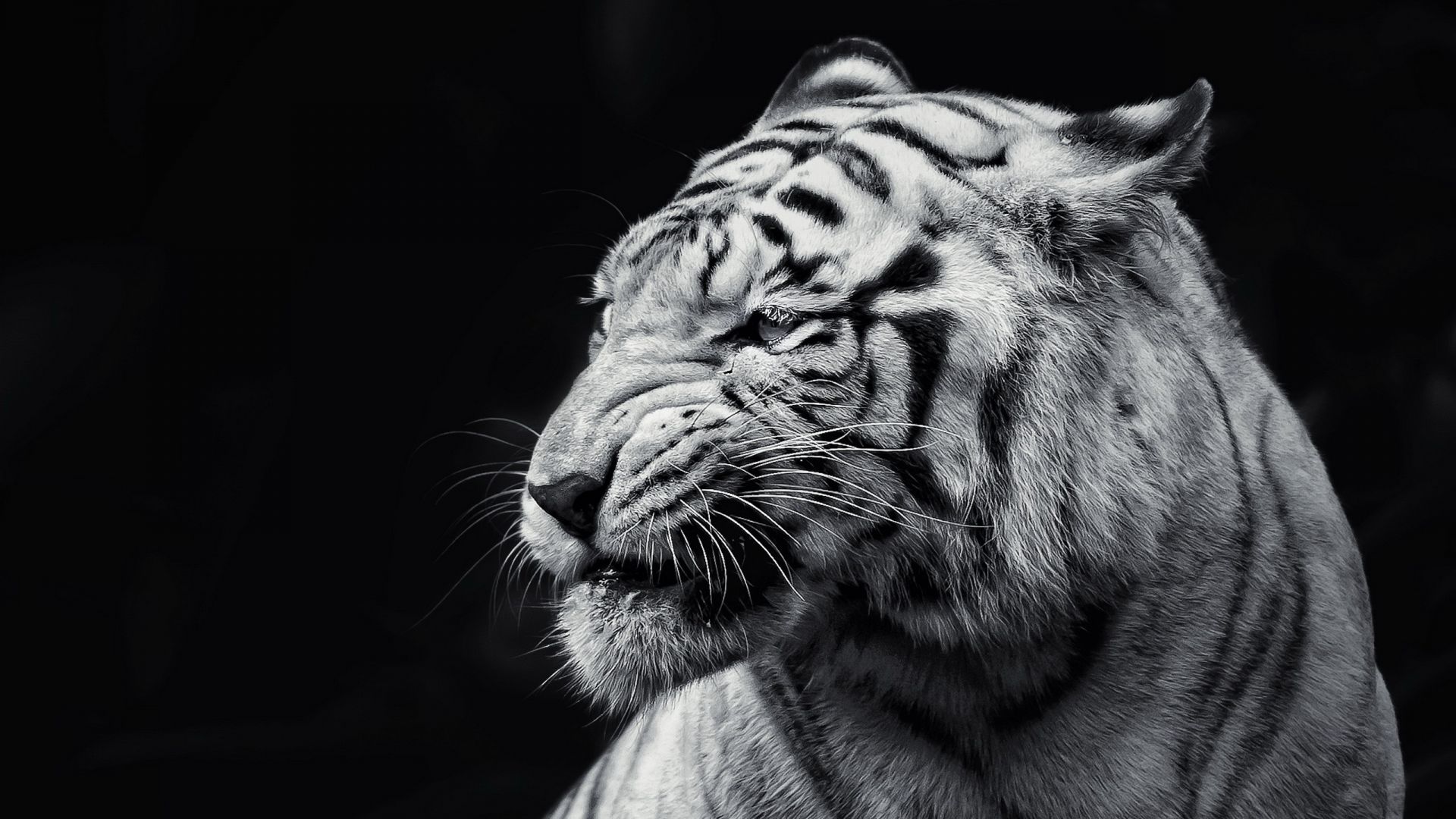 Wallpaper Tiger face eyes black and white