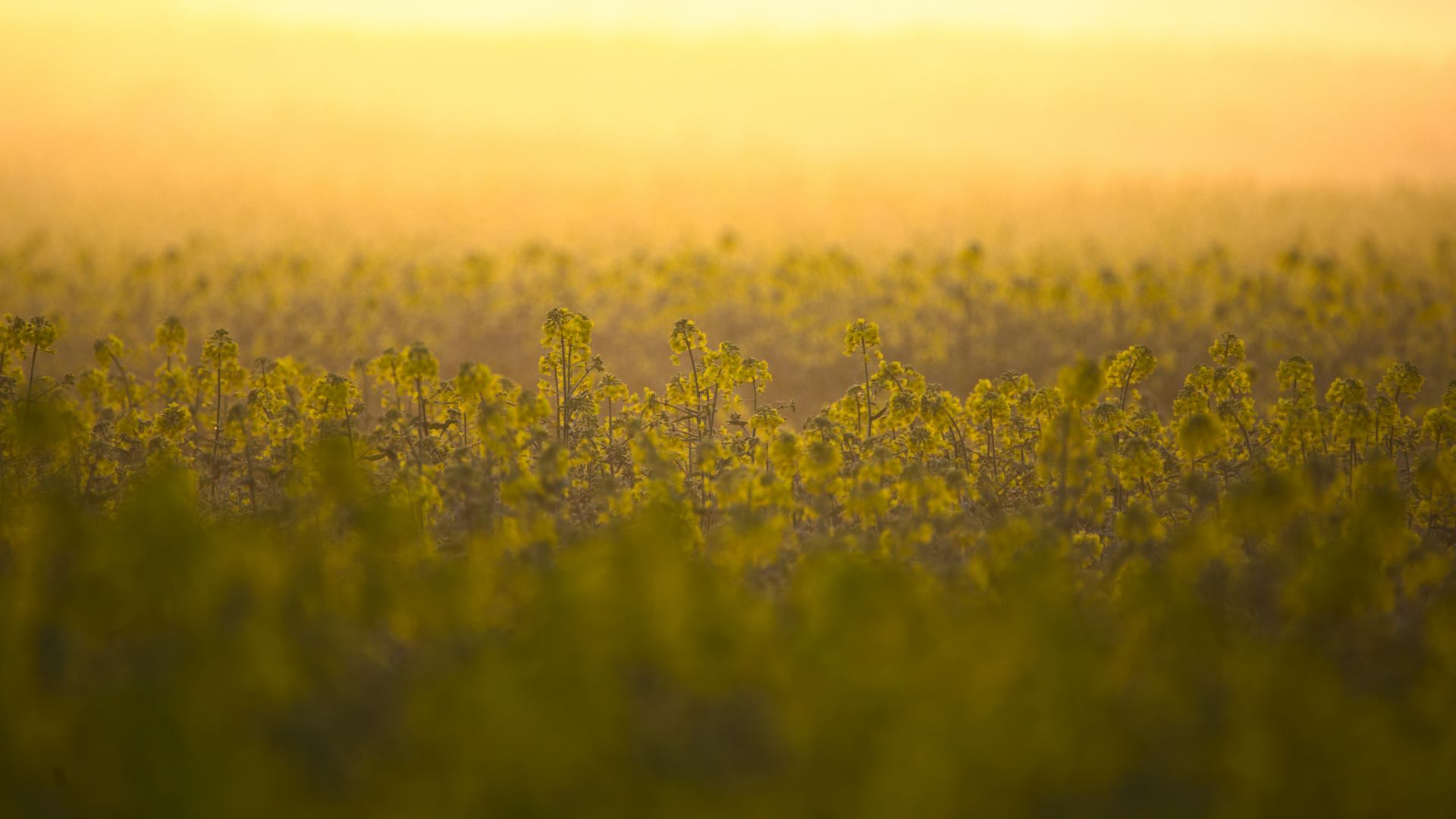 Wallpaper Meadow, yellow flowers, sunset