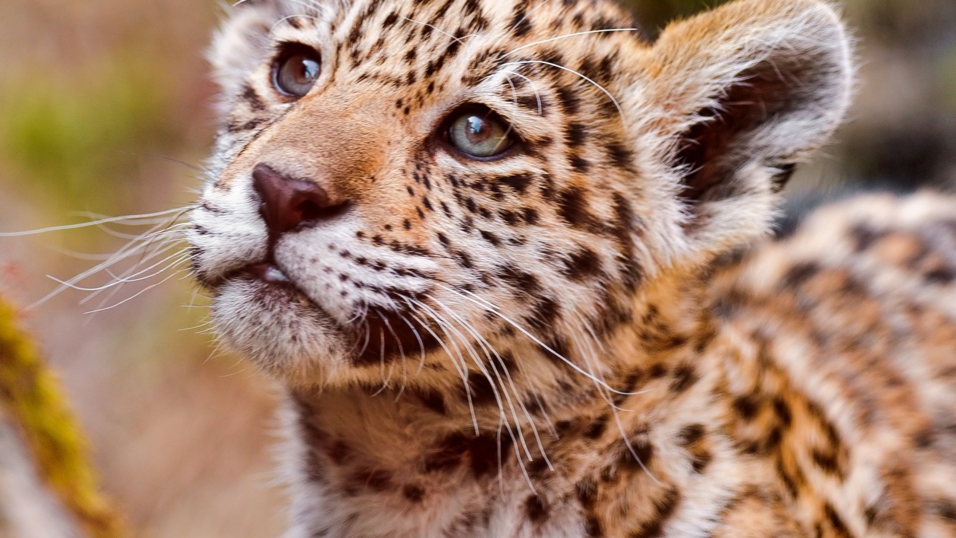 Wallpaper Small cub of leopard