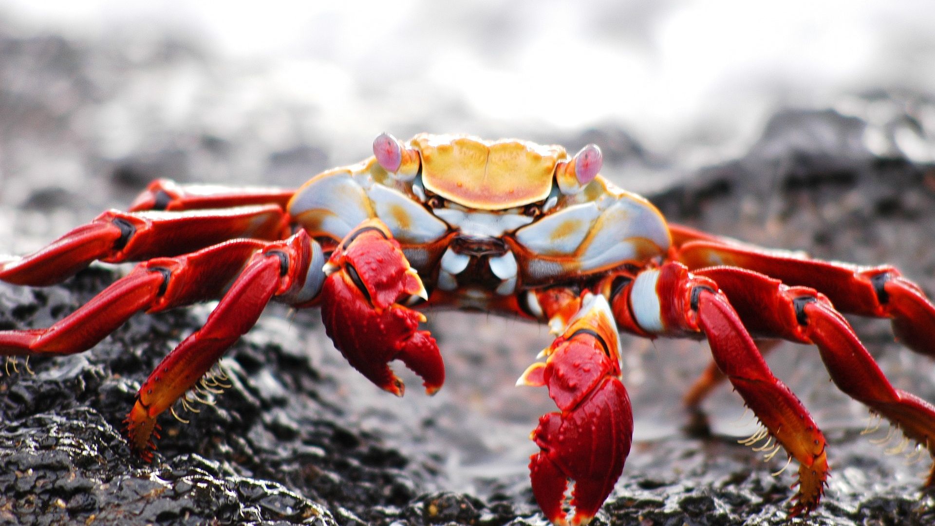 Wallpaper Crab, water animal