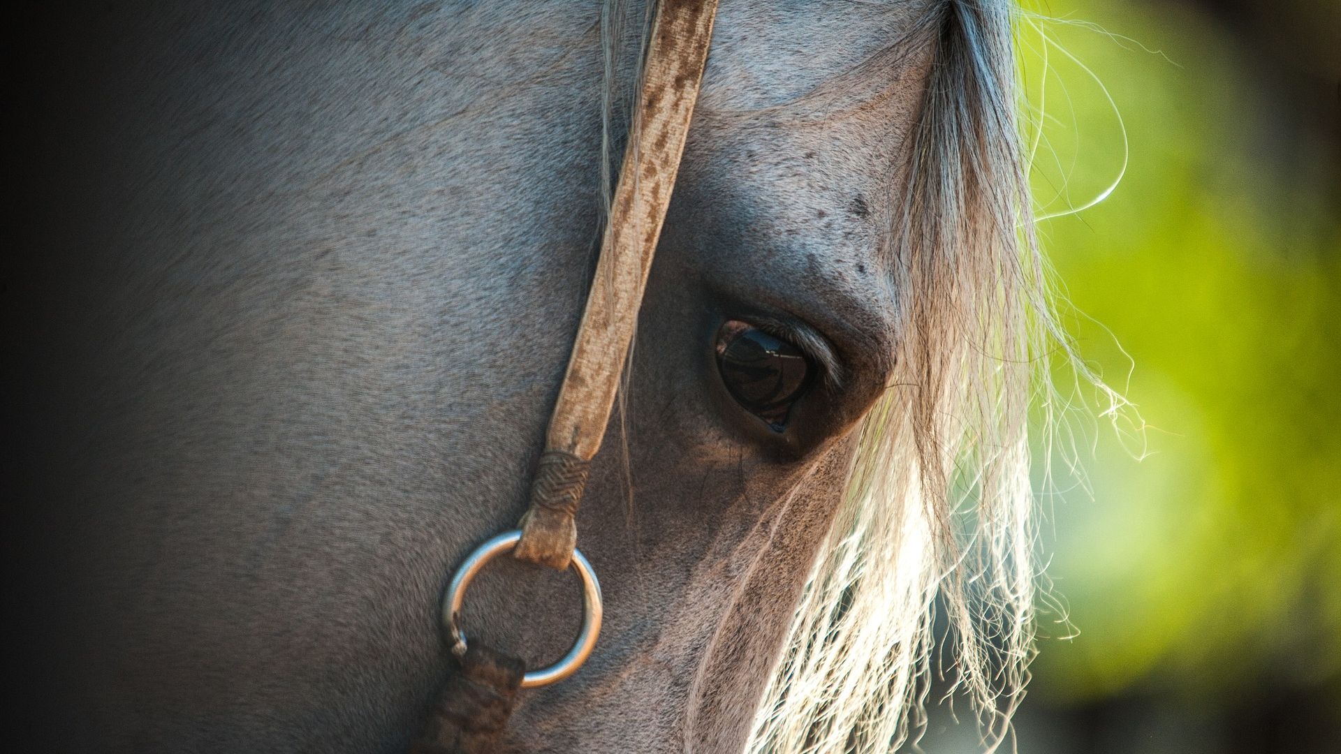 Wallpaper Horse, close up, eyes