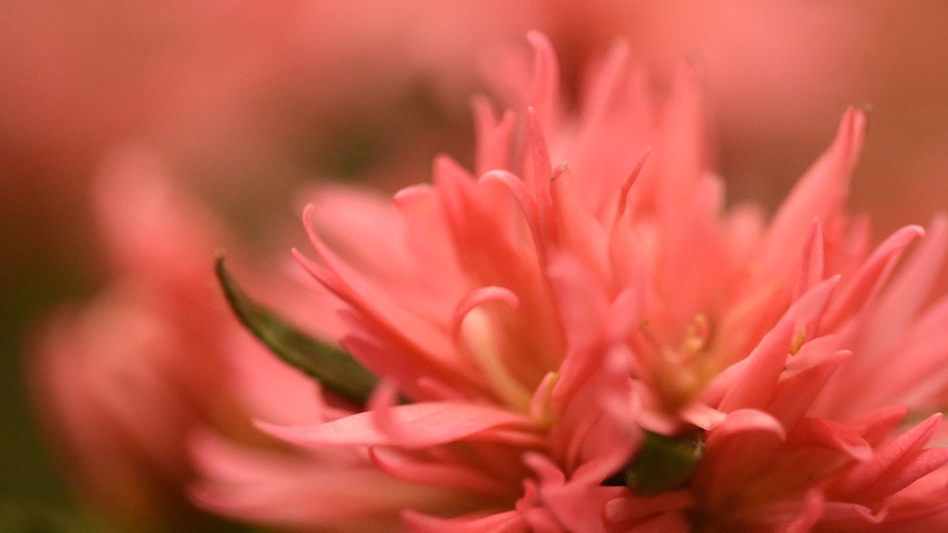 Wallpaper Pink flowers, petals, blur