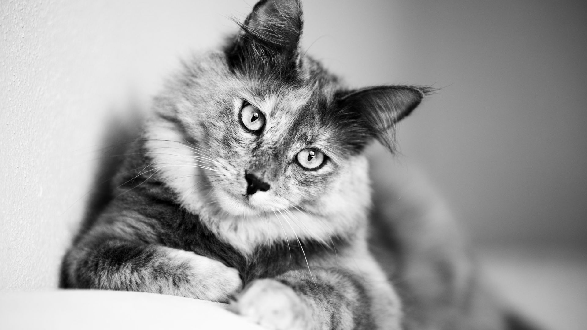 Wallpaper Cat, star, sitting, monochrome