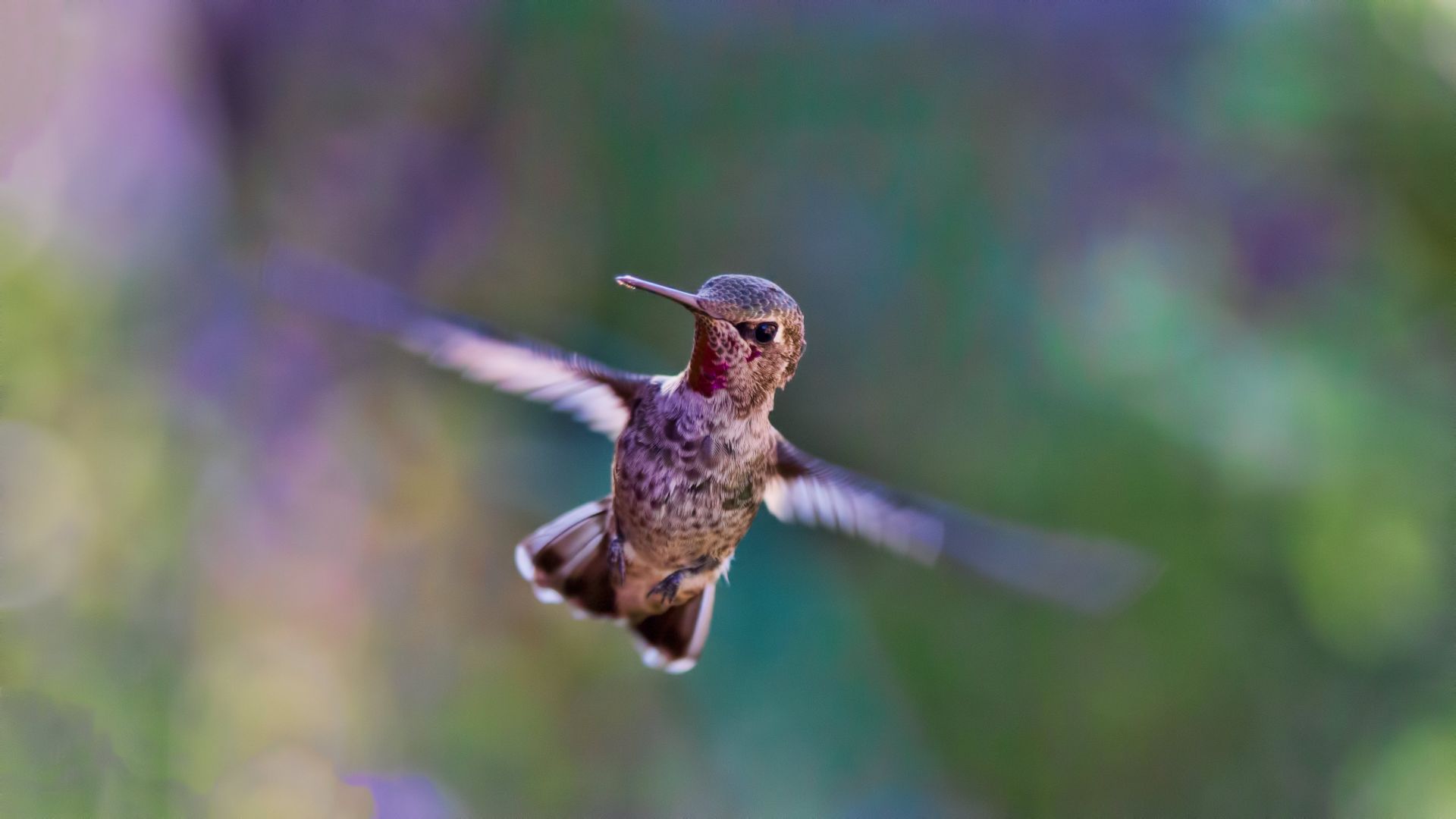 Wallpaper Hummingbird, cute bird
