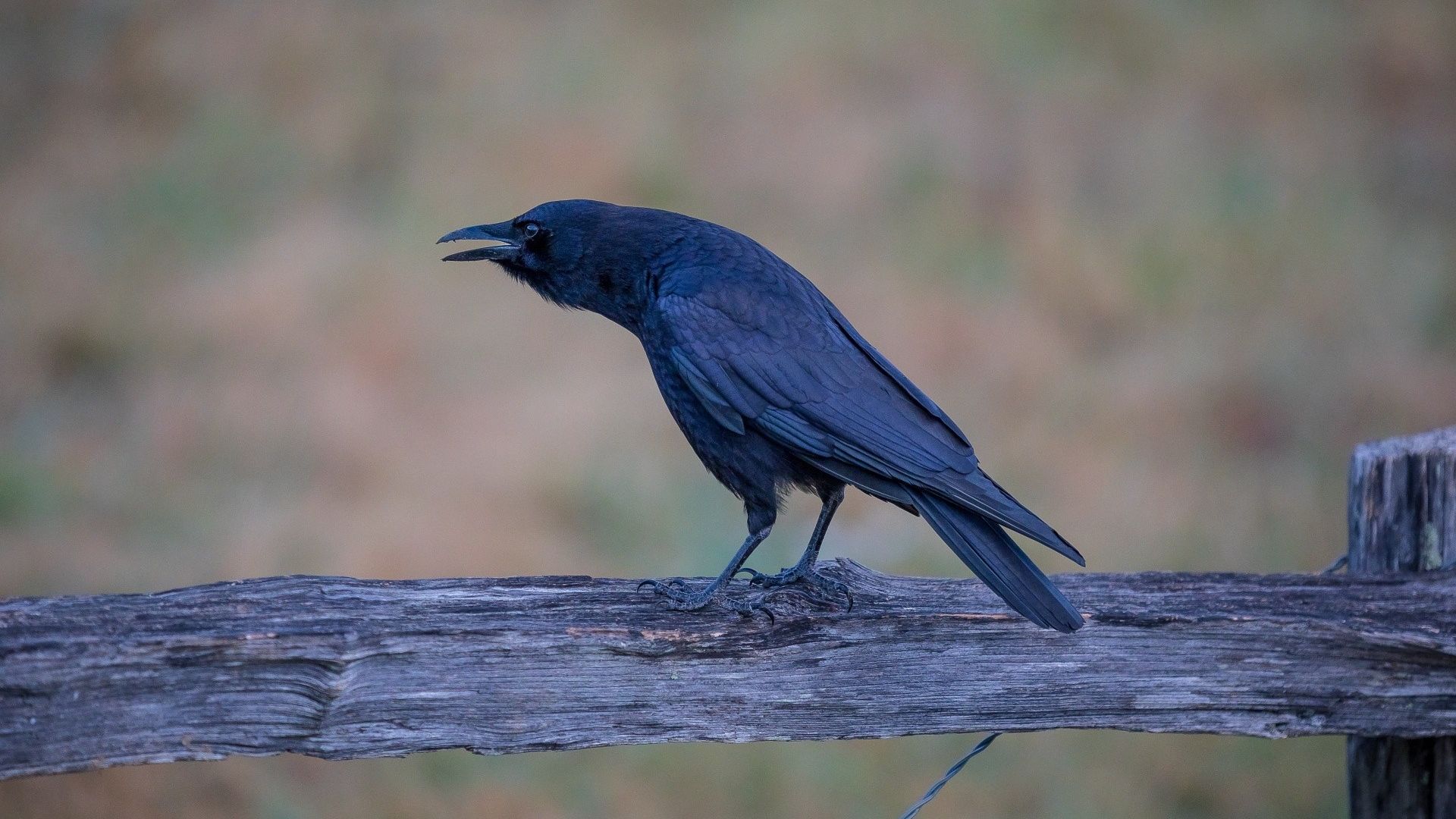 Wallpaper Crow black birds