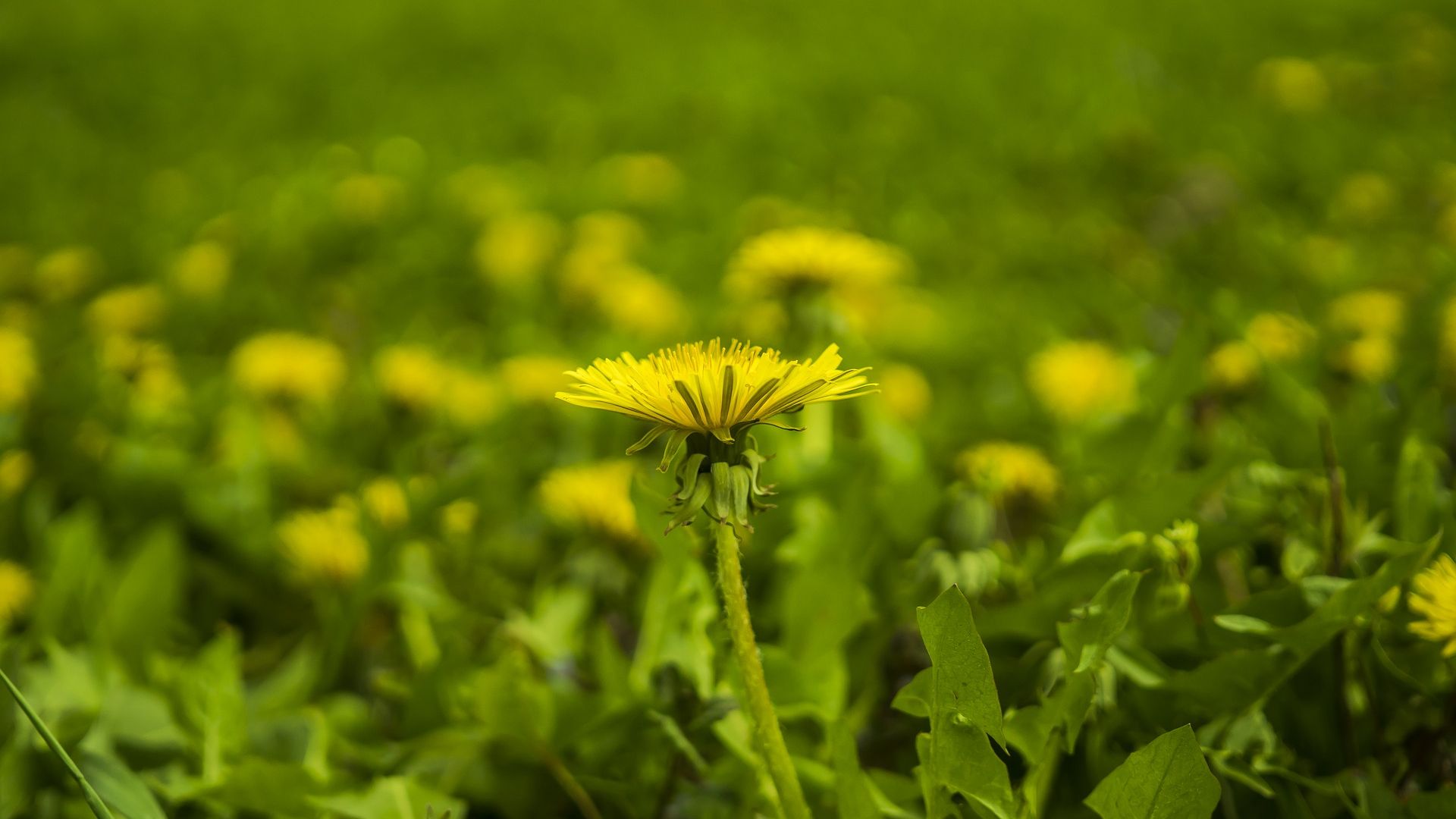 Wallpaper Meadow, wild yellow flowers, blur