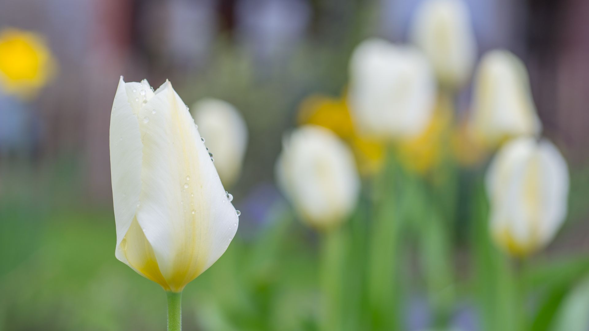 Wallpaper Tulip, white flower, drops, blur
