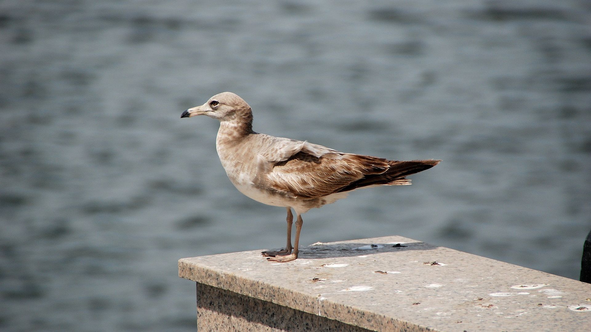 Wallpaper Seagull, bird sea, bird