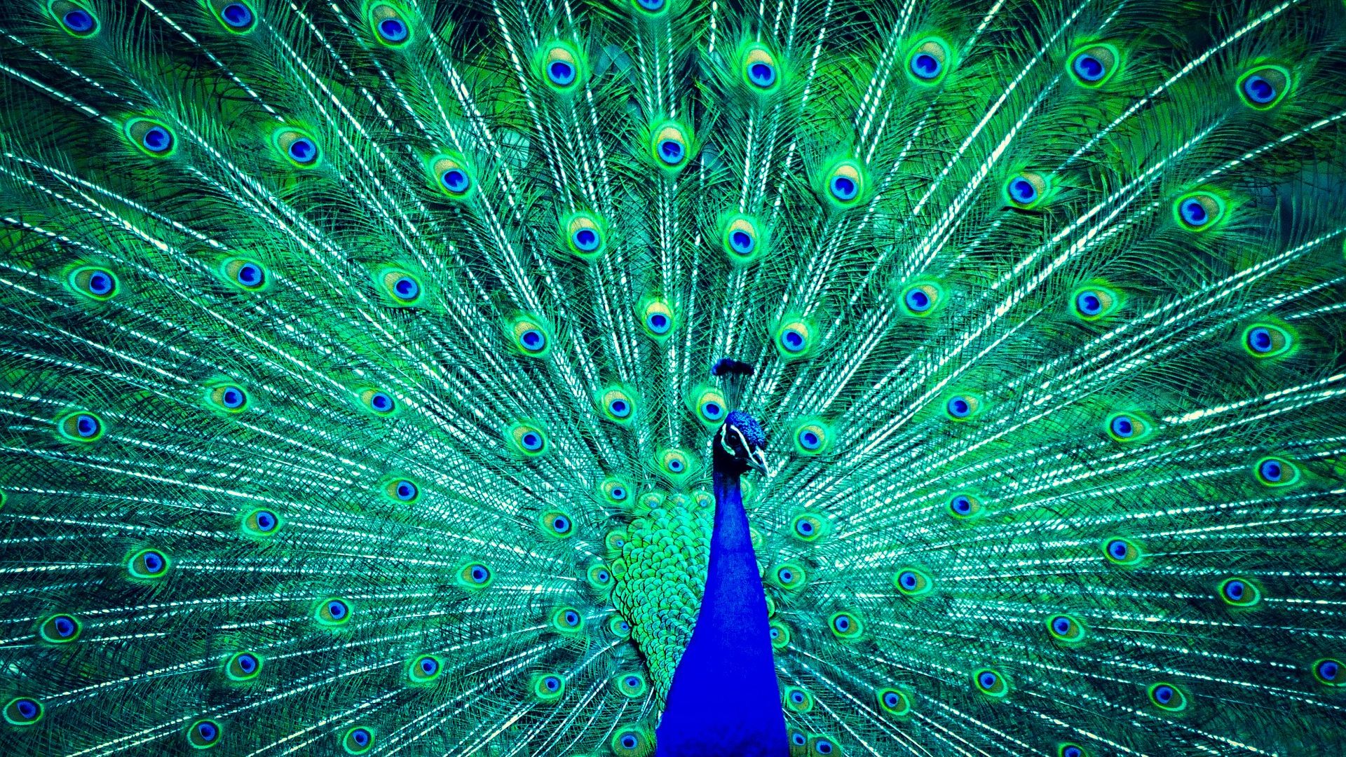 Wallpaper Peacock dance, feathers, colorful