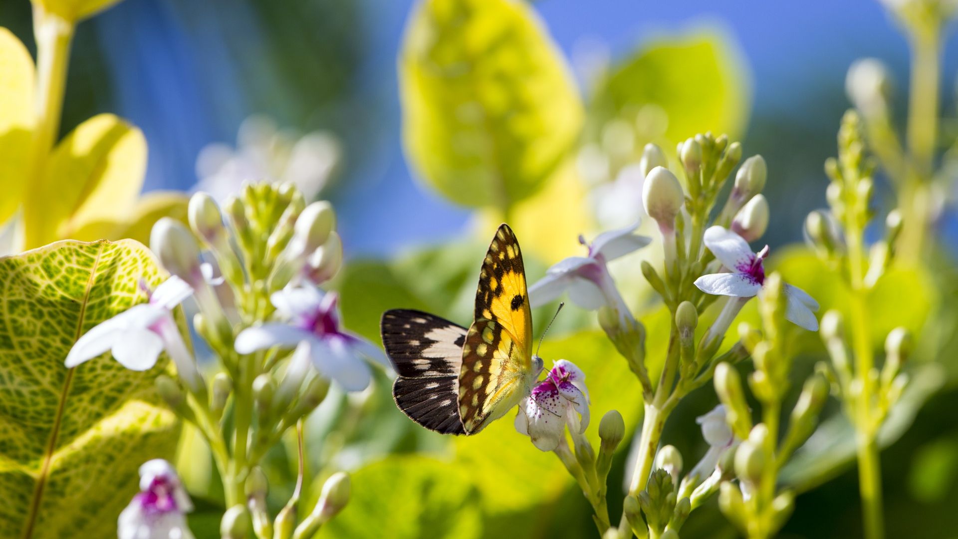 Wallpaper Butterfly, Africa garden, summer