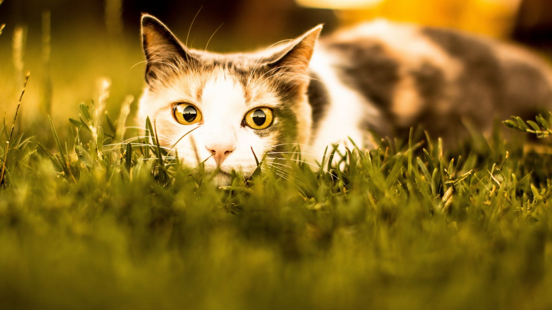 Wallpaper Cute, kitten in grass, muzzle