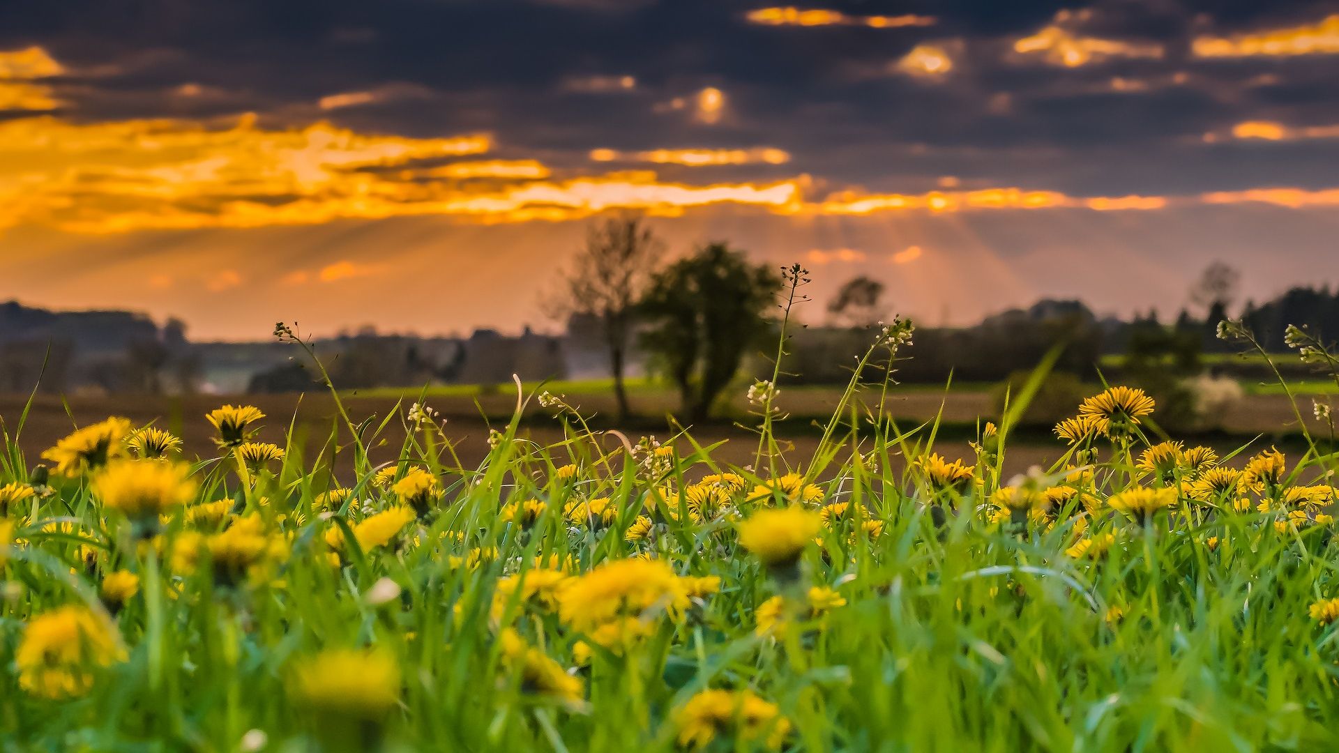 Wallpaper Meadow, wild yellow flowers, landscape, sunset, flowers field