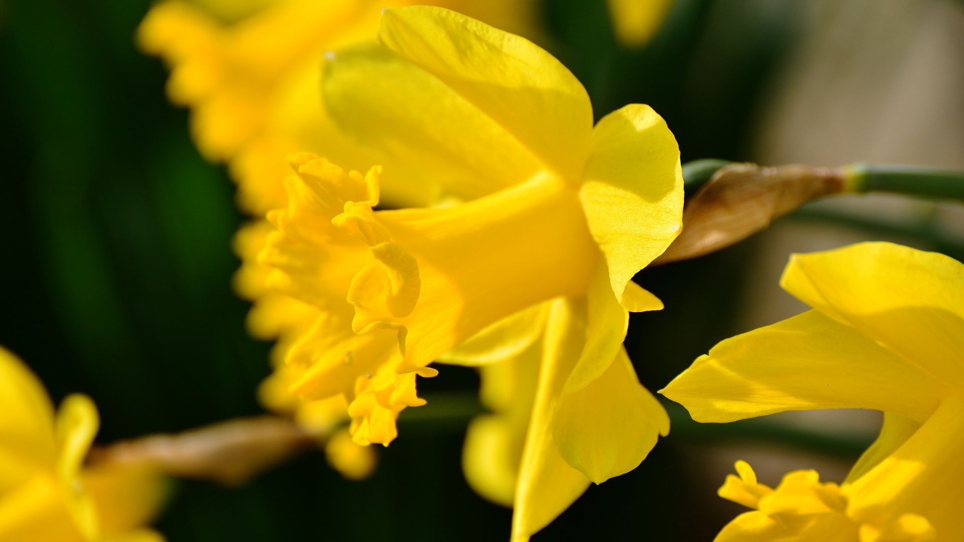 Wallpaper Close up, yellow daffodil flower