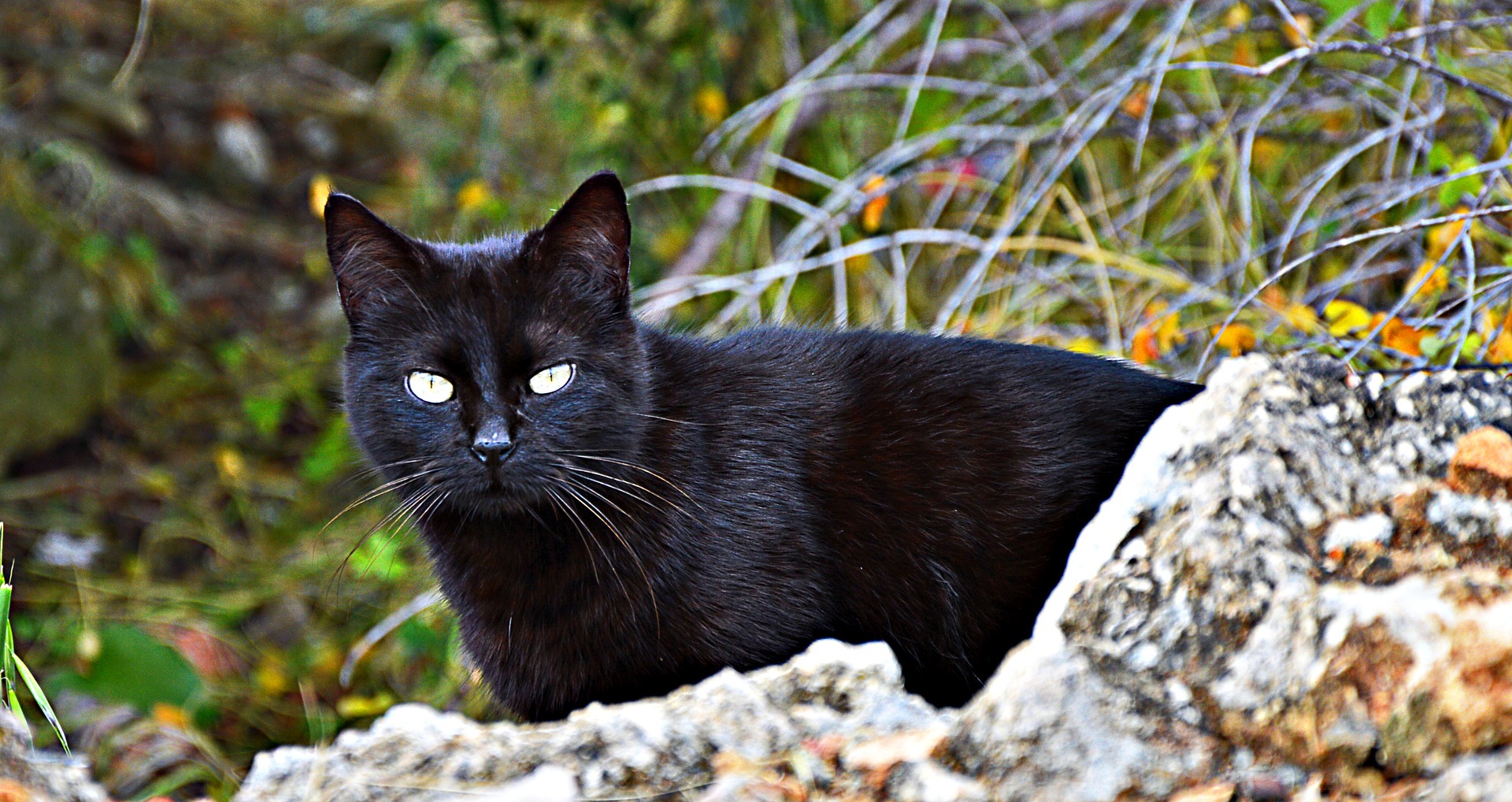 Wallpaper Black cat, starring, rocks