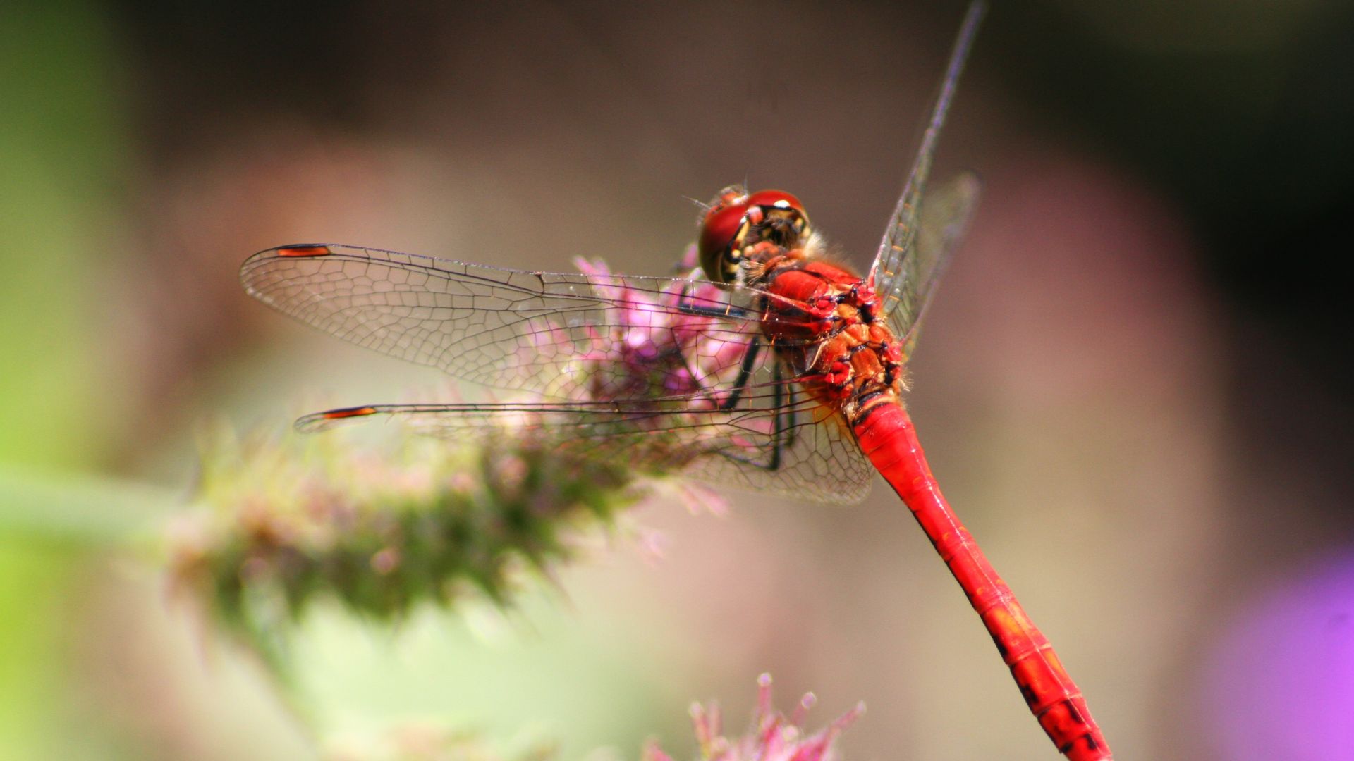 Wallpaper Red dragonfly, wings, close up