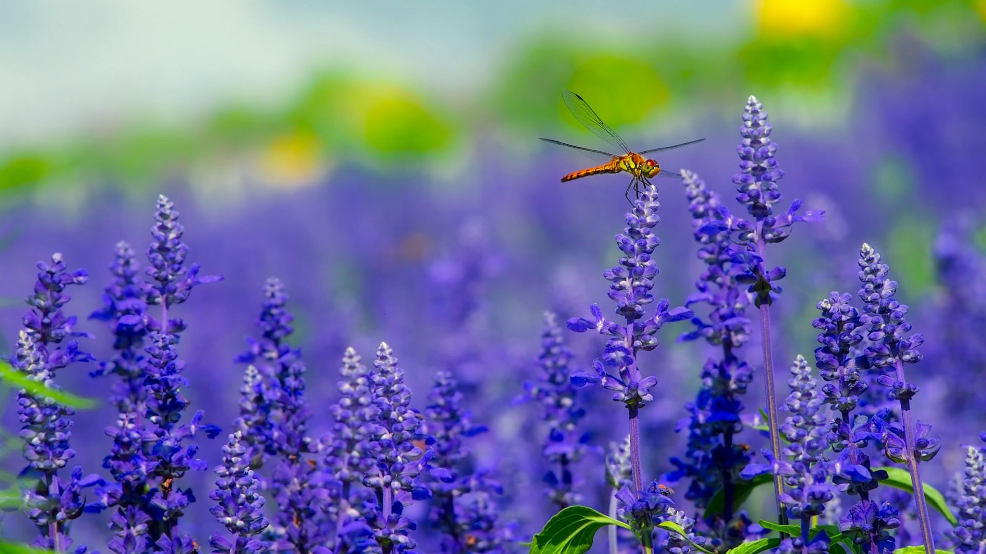 Wallpaper Flowers, plants, dragonfly, insect, purple flowers