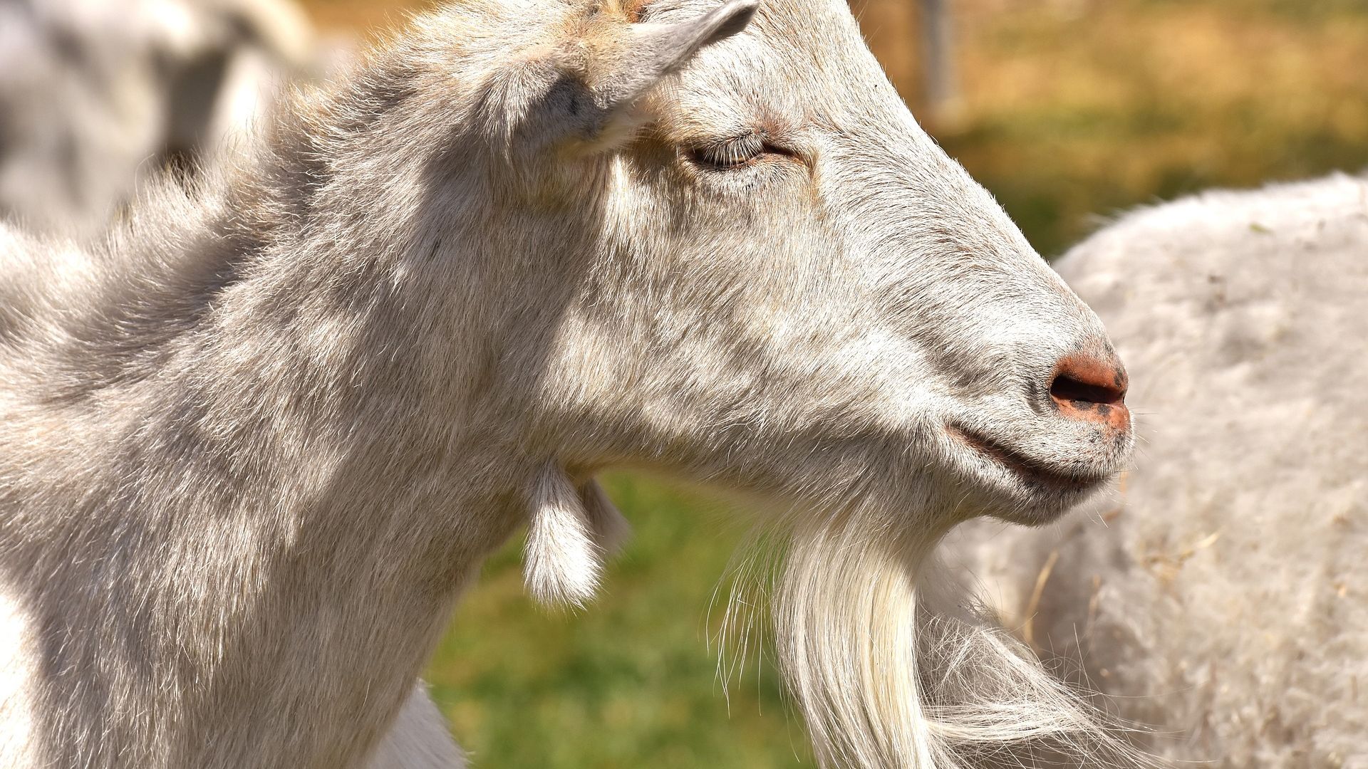 Wallpaper White domestic goat, animal, muzzle