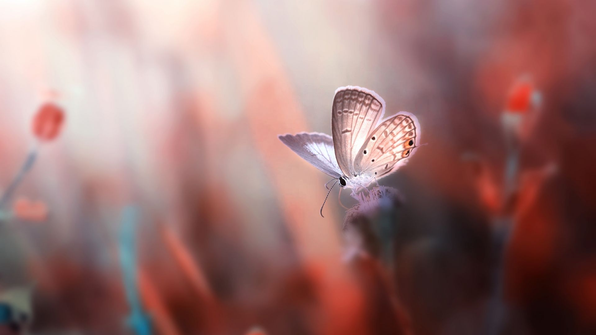 Desktop Wallpaper Butterfly, Insect, Small Plants, Hd Image, Picture,  Background, Qvu6o8