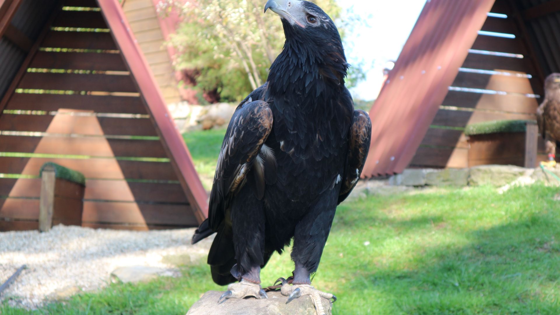 Wallpaper Adler eagle, predator, sitting