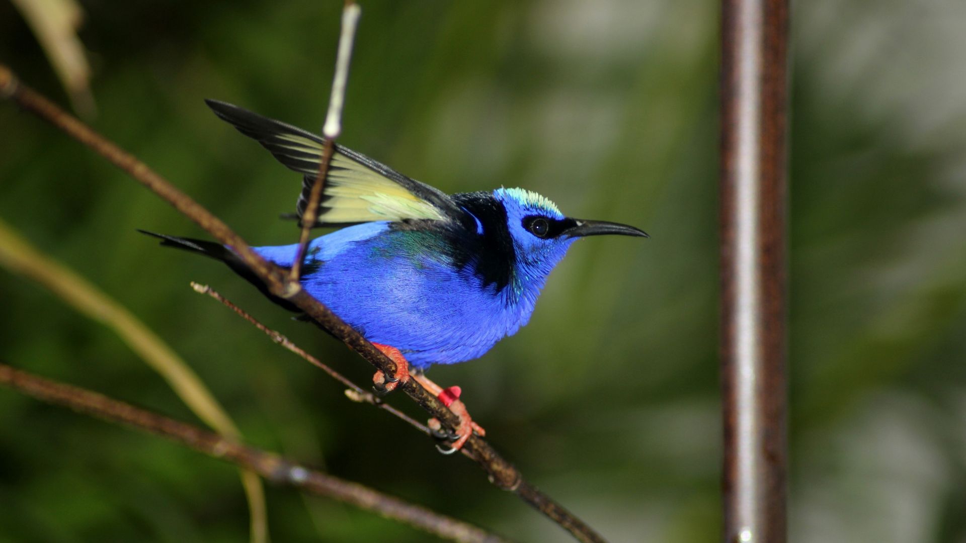 Wallpaper Blue Bird, exotic, blue color