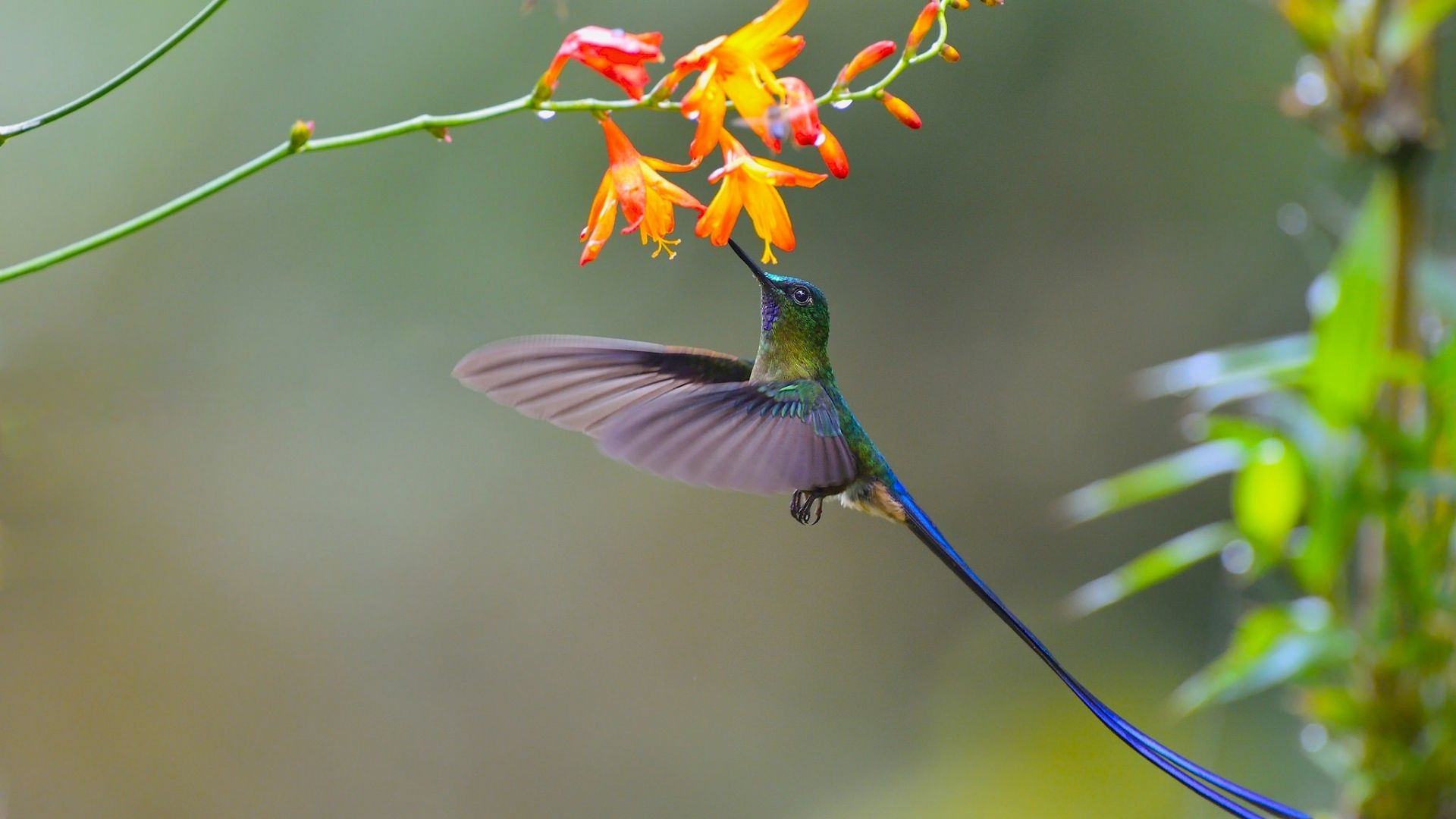 Desktop Wallpaper Cute Small Bird, Colorful, Hummingbird, Fly, Flowers, Hd  Image, Picture, Background, Qwwrbq