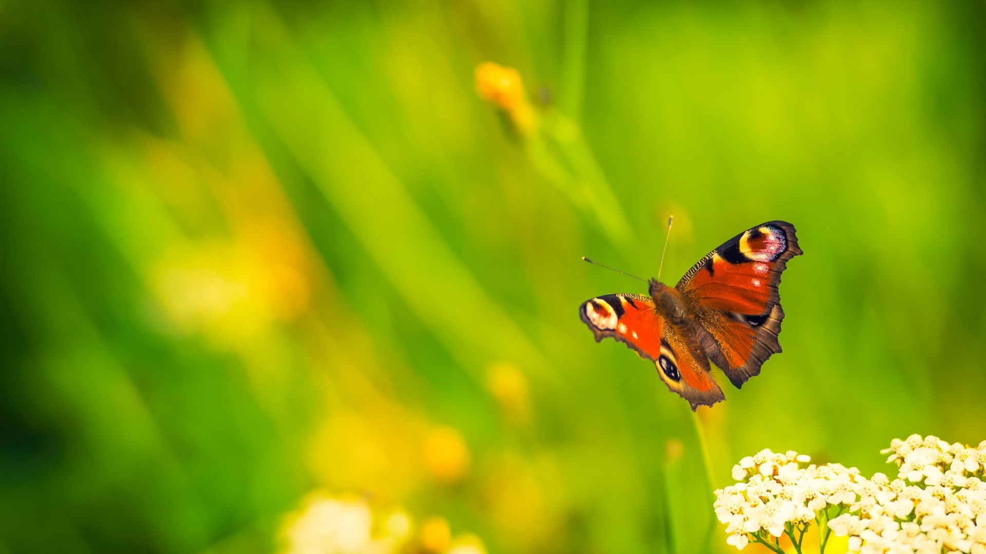 Wallpaper Butterfly, bug, insects, blur