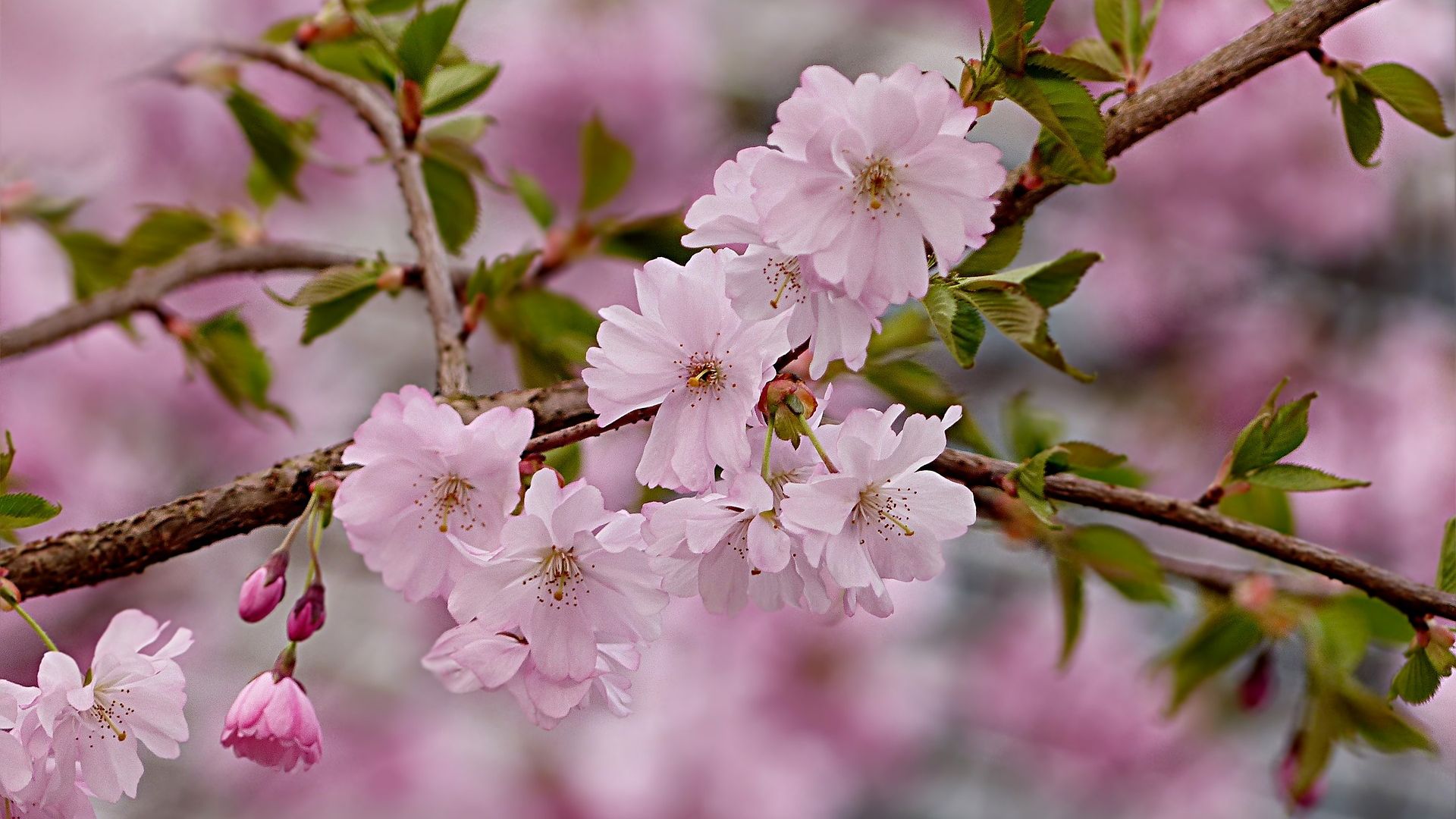 Wallpaper Cherry pink flowers, tree branches, blossom