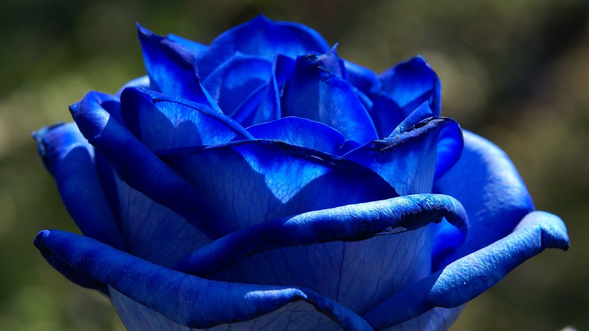 Desktop Wallpaper Beautiful Blue Rose, Close Up, Hd Image, Picture,  Background, Qy0kej