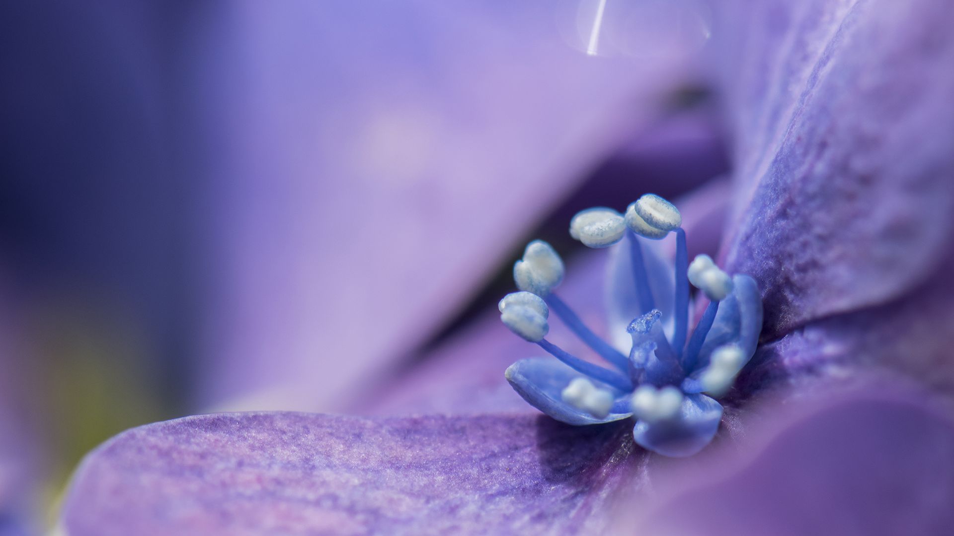 Wallpaper Purple flower, close up