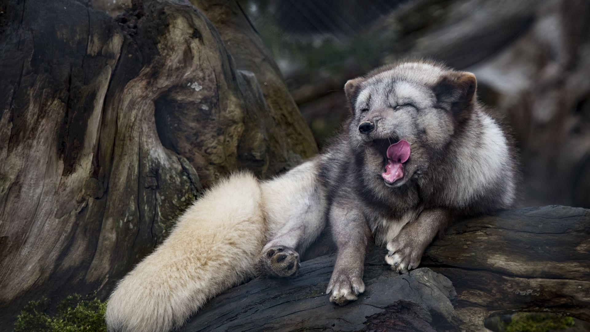Wallpaper Ice fox, animal, yawn, predator