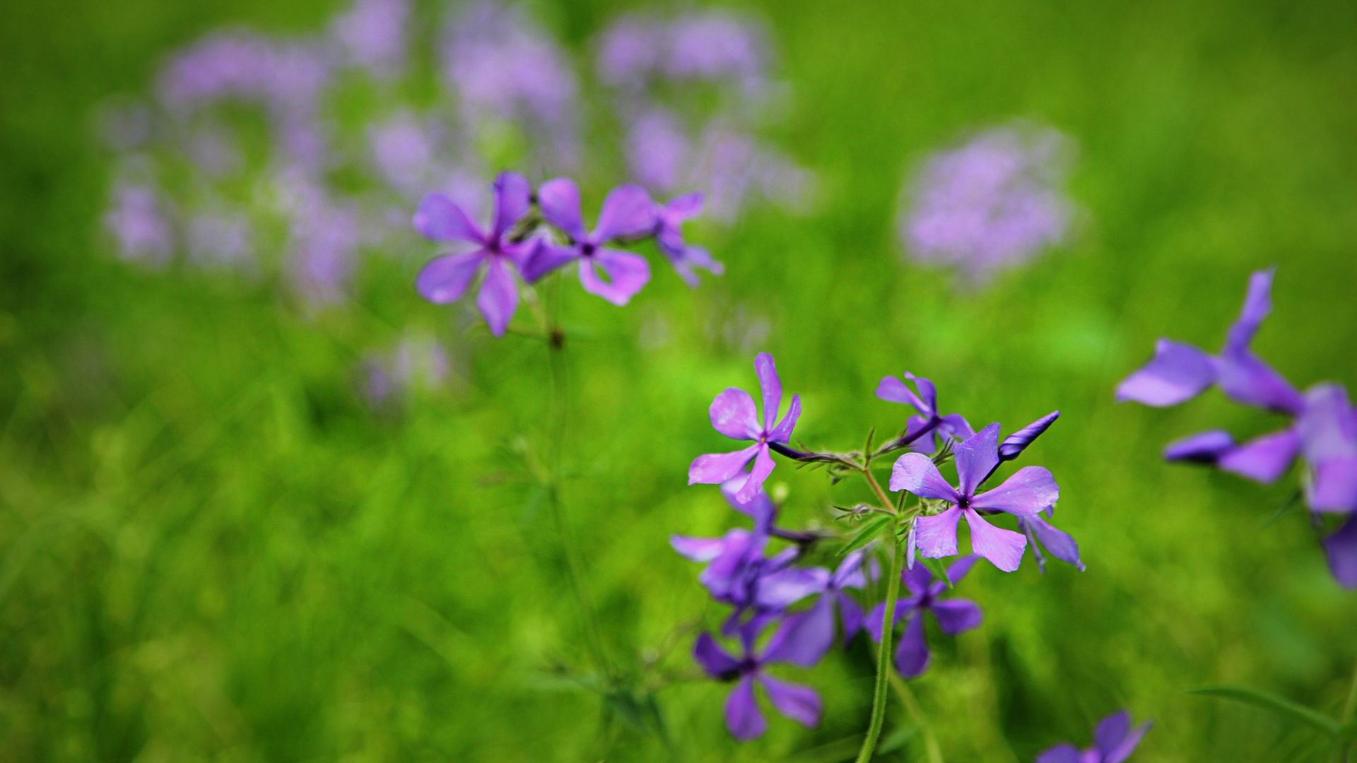 Wallpaper Purple wild flowers, meadow, blur