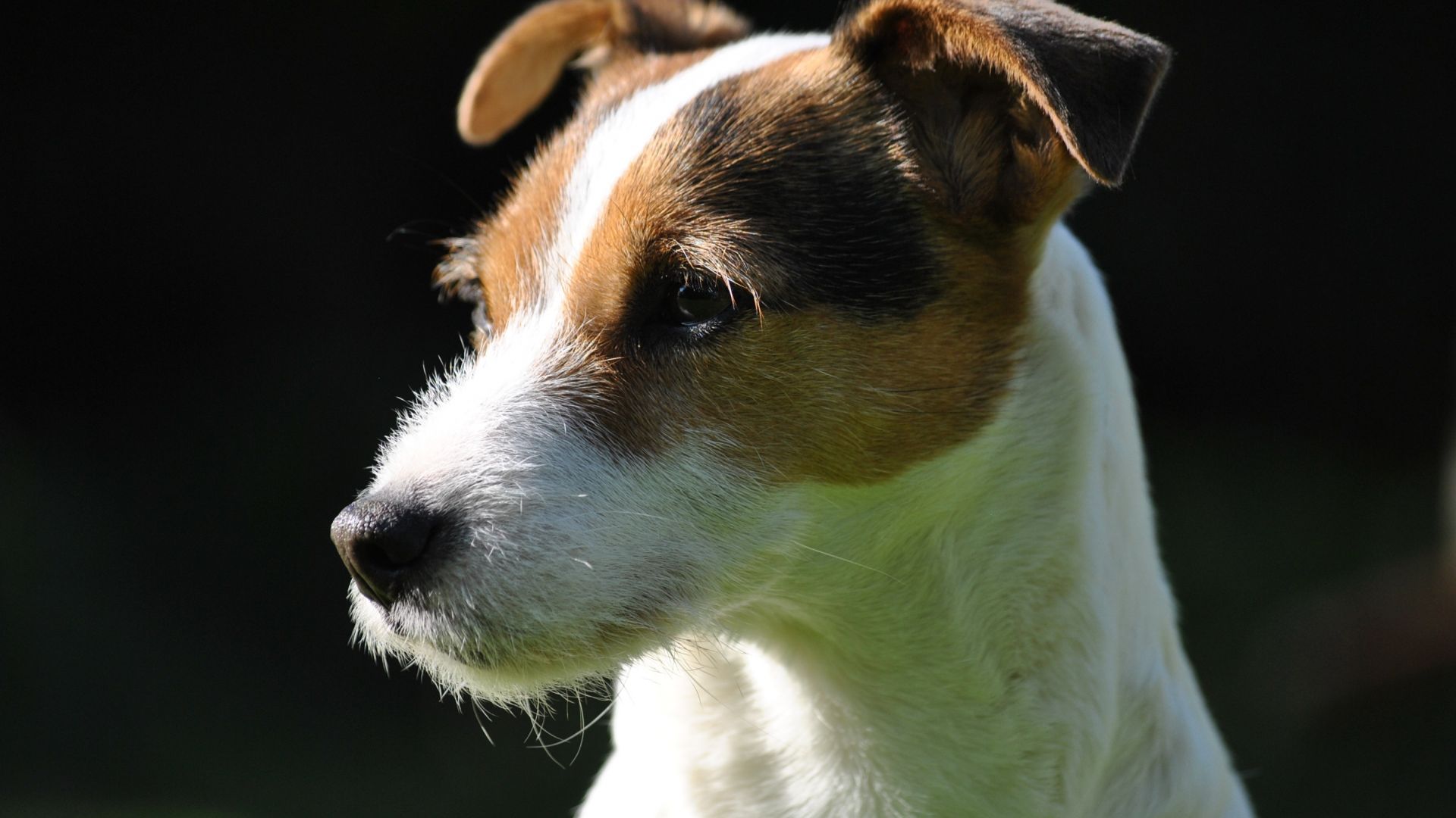 Wallpaper Parson Russell Terrier dog, animal, pet animal, muzzle
