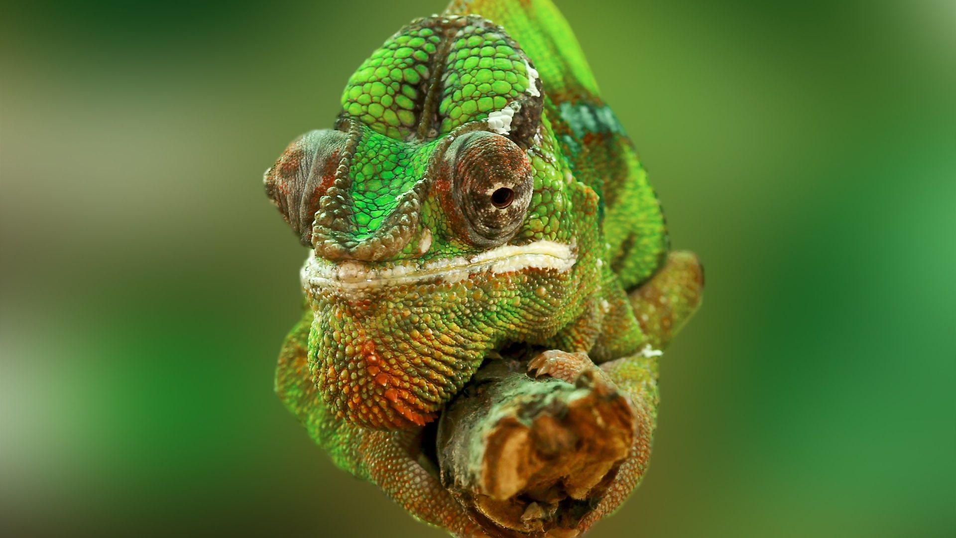 Wallpaper Lizard chameleon