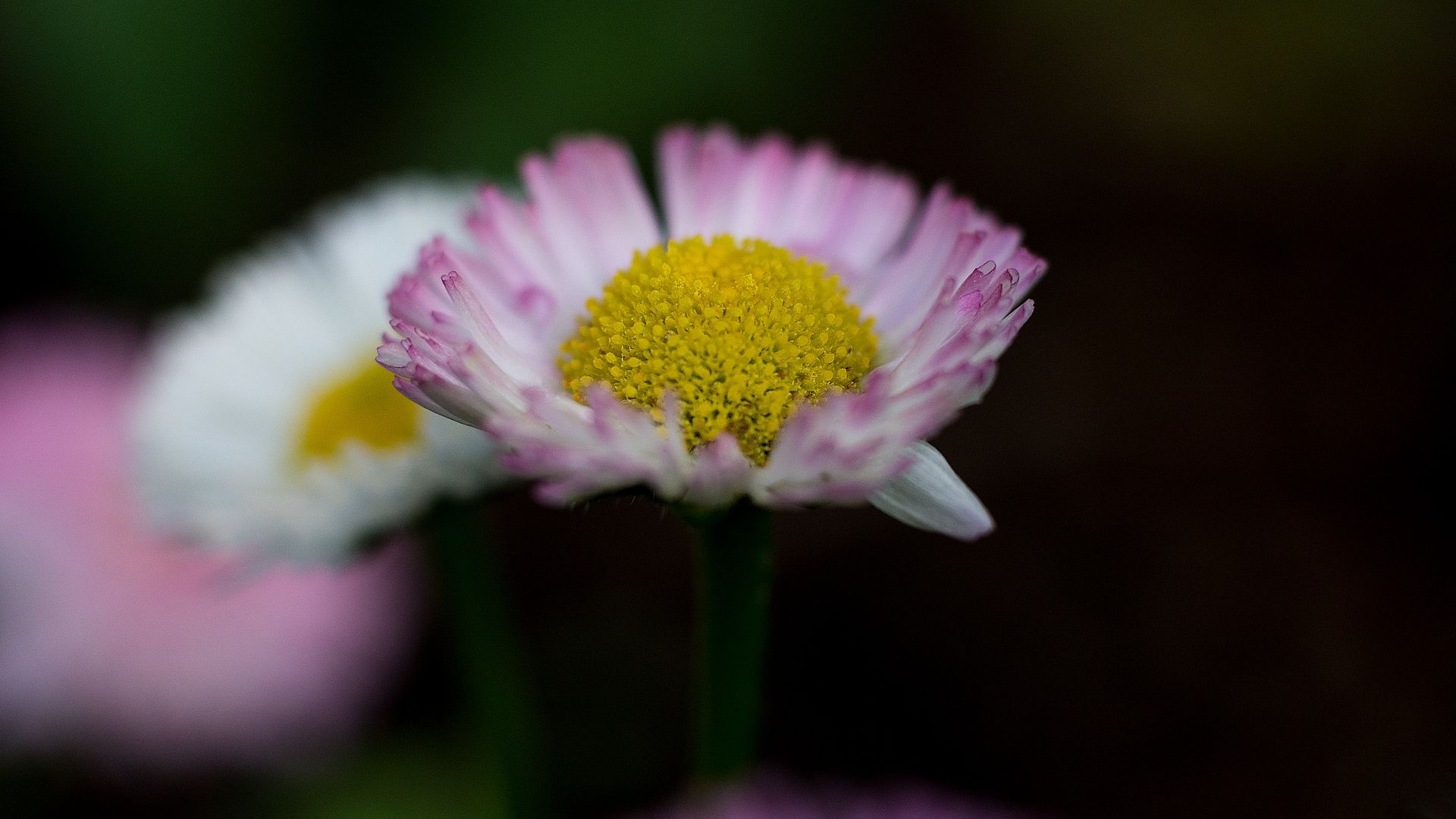 Wallpaper Pink daisy, flower, close up, petals