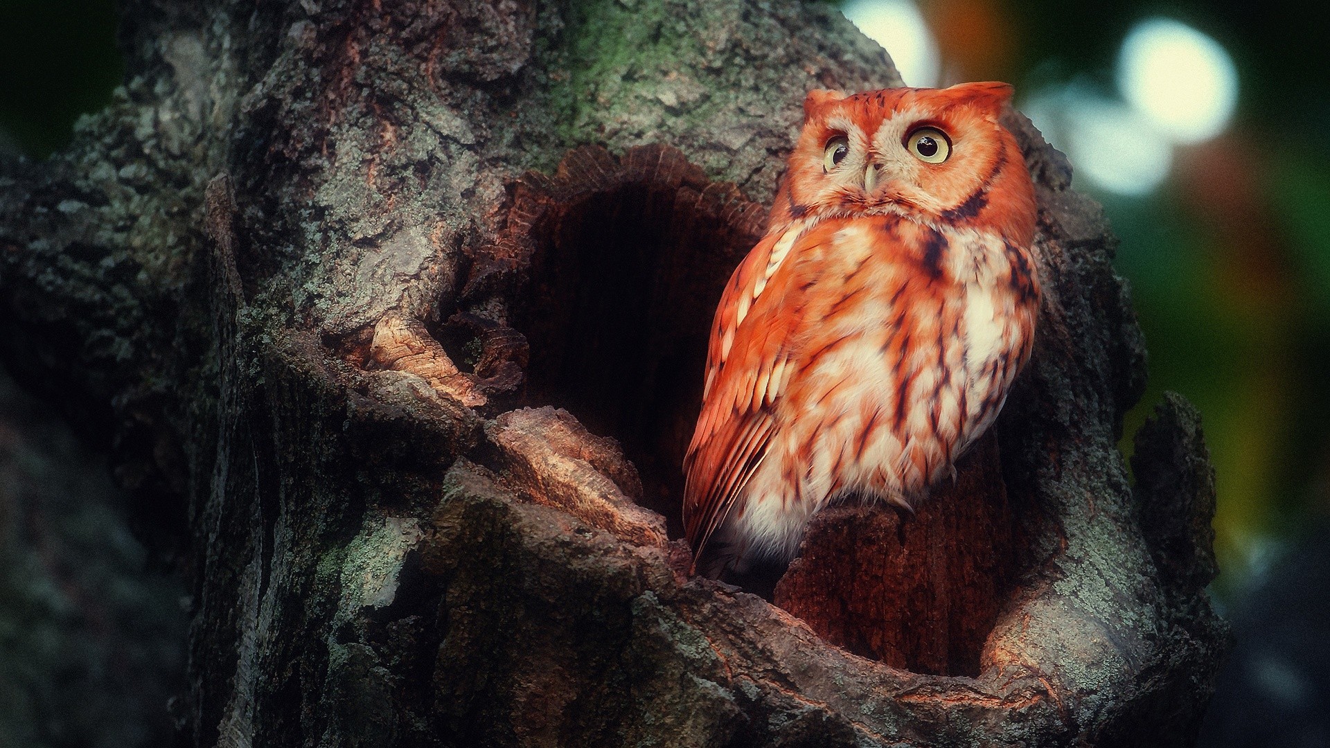 Wallpaper Cute, tree trunk, red owl bird