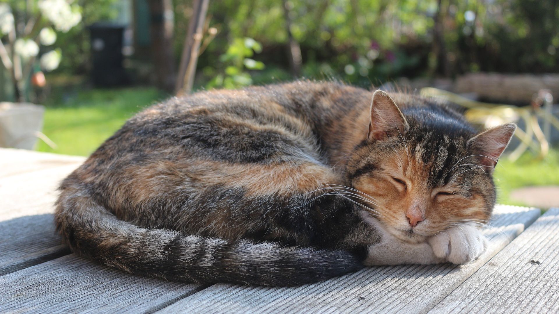 Wallpaper Cute cat, sleeping, pet animal