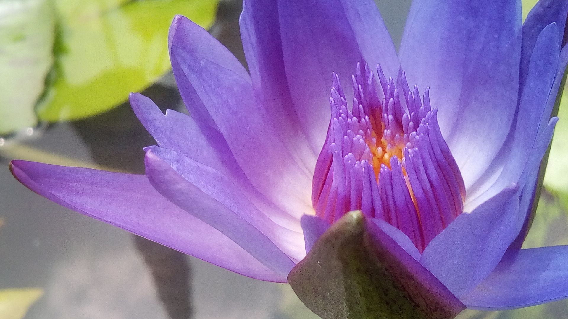 Wallpaper Purple, water lily, flower, petals, pollen