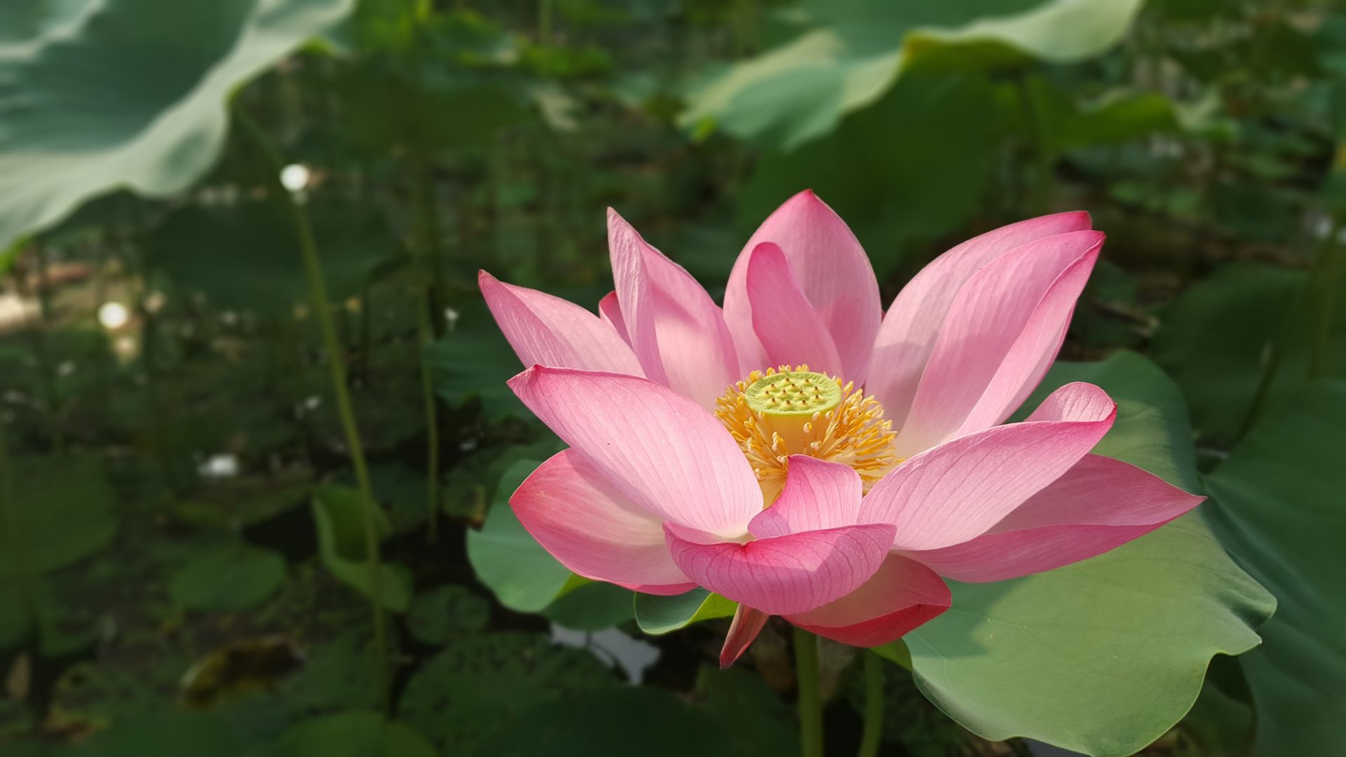 Wallpaper PinkFlower, Lotus, petals