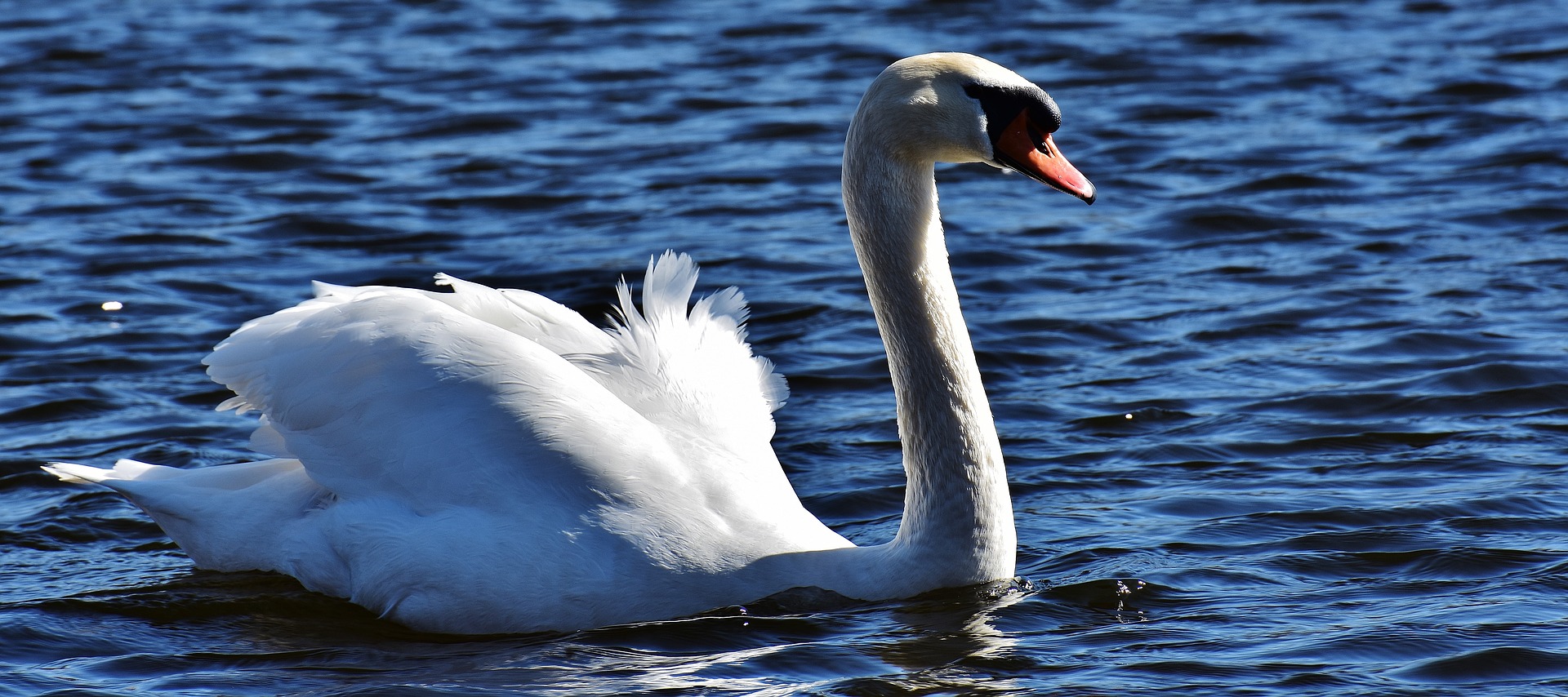 Wallpaper White swan, bird, swim, water