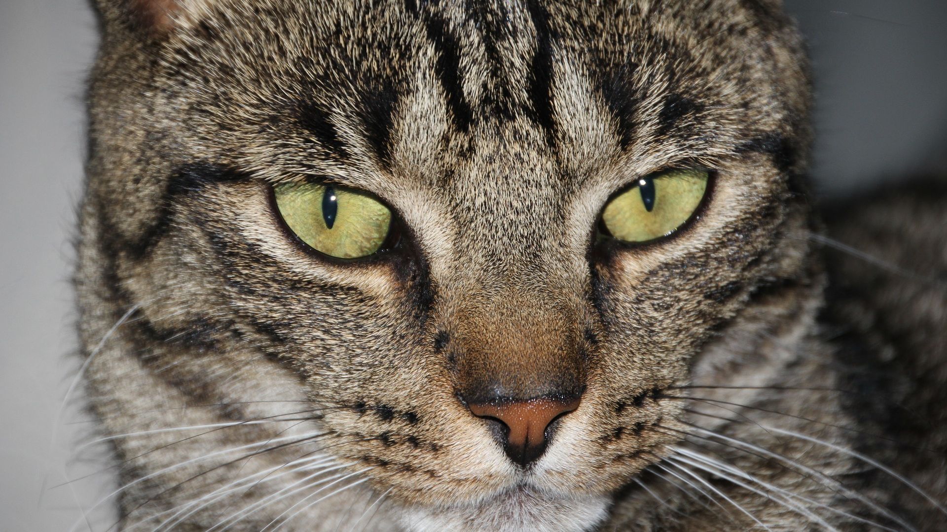 Wallpaper Cat face, eyes