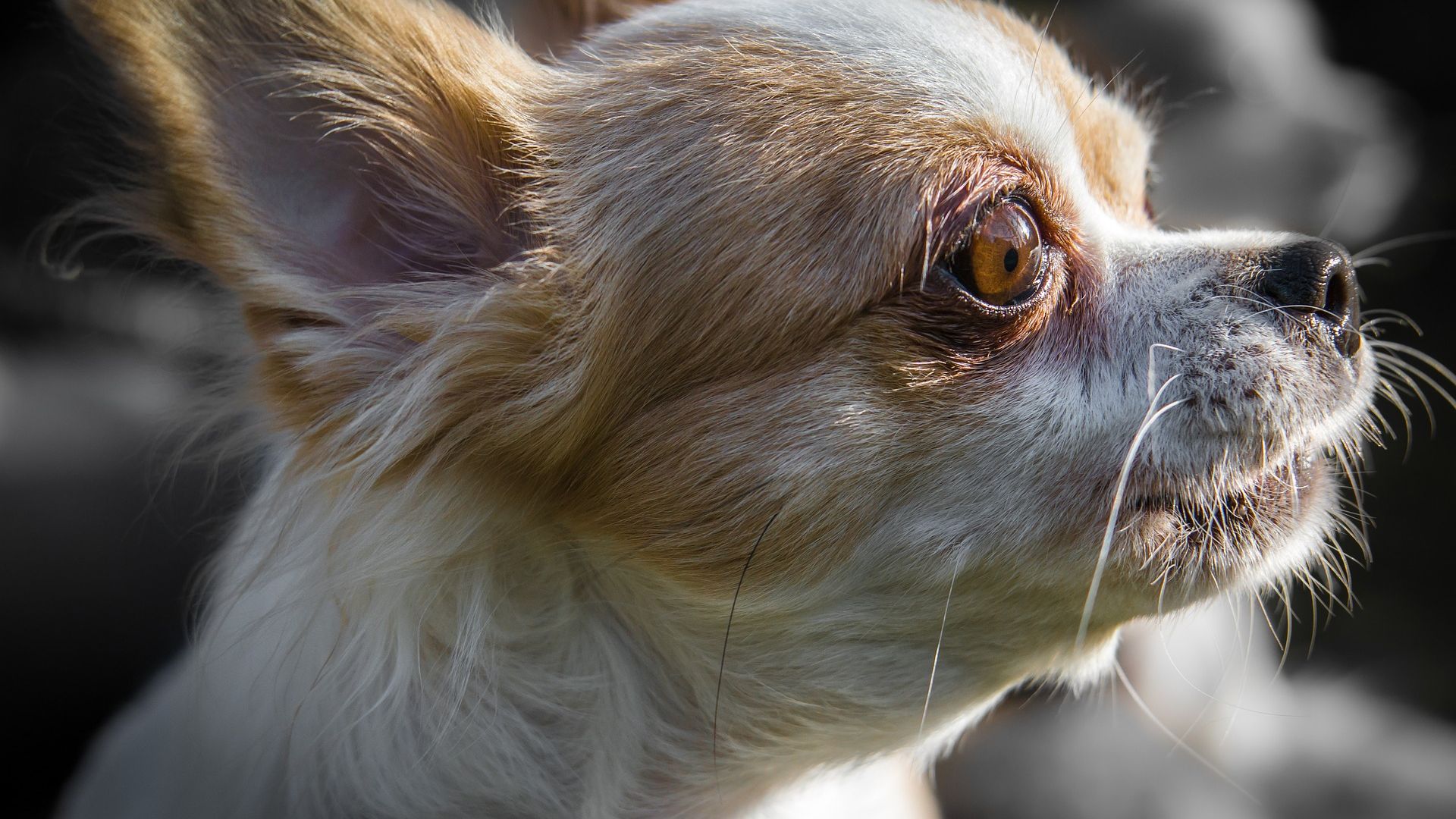 Wallpaper Chihuahua, cute dog, muzzle