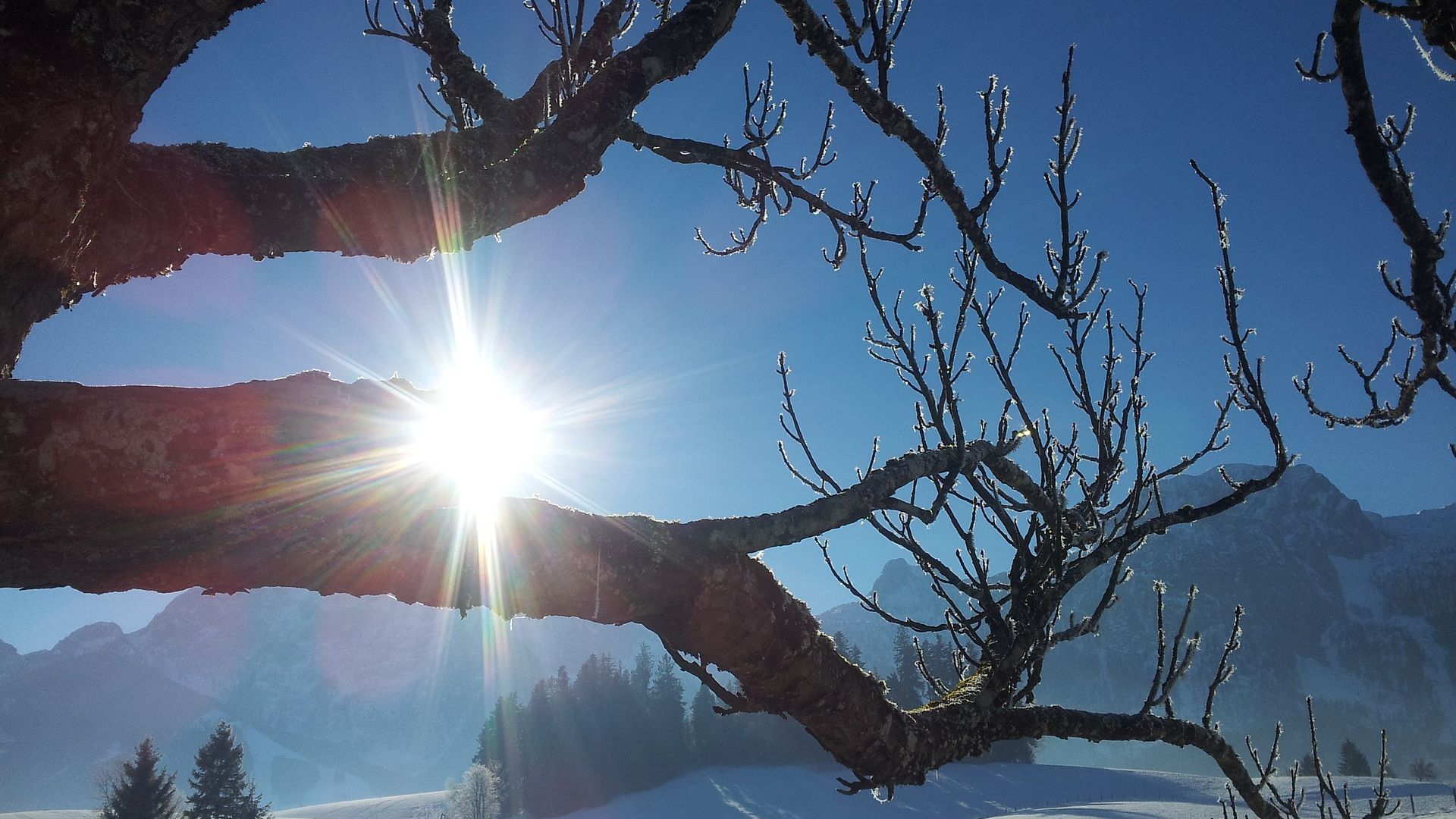 Wallpaper Winter, sunshine, tree trunk, sunlight, snow